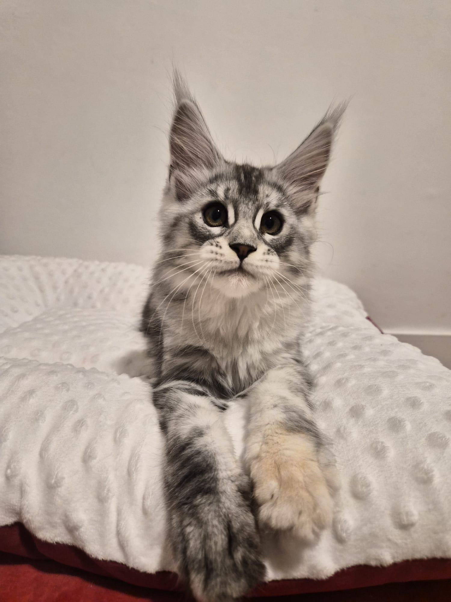 Anouk – Chaton Femelle