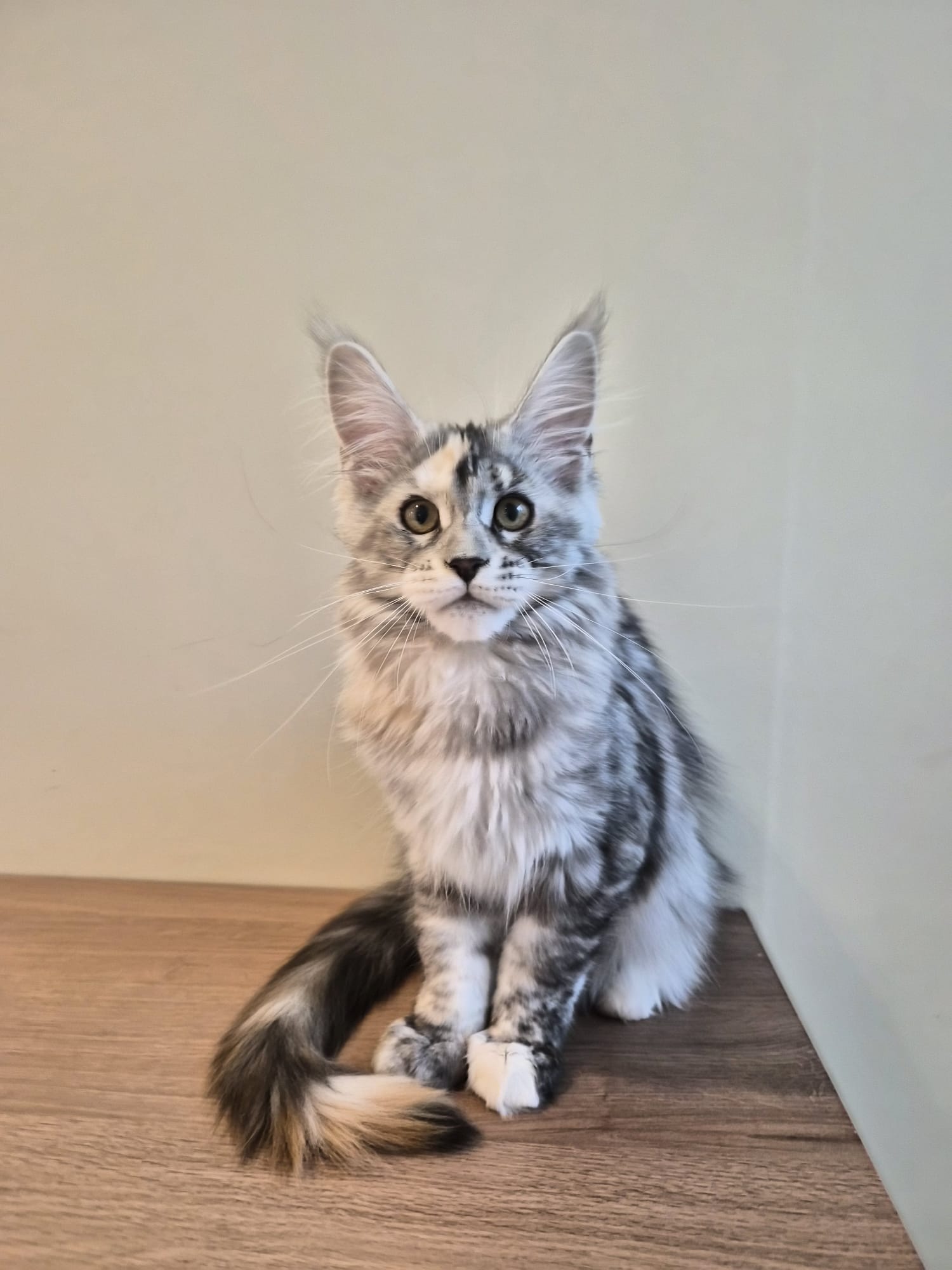 Adesse – Chaton Maine Coon Loof
