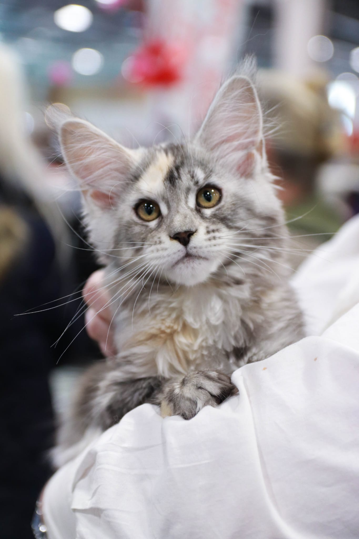 Adesse - Chaton Maine Coon Loof