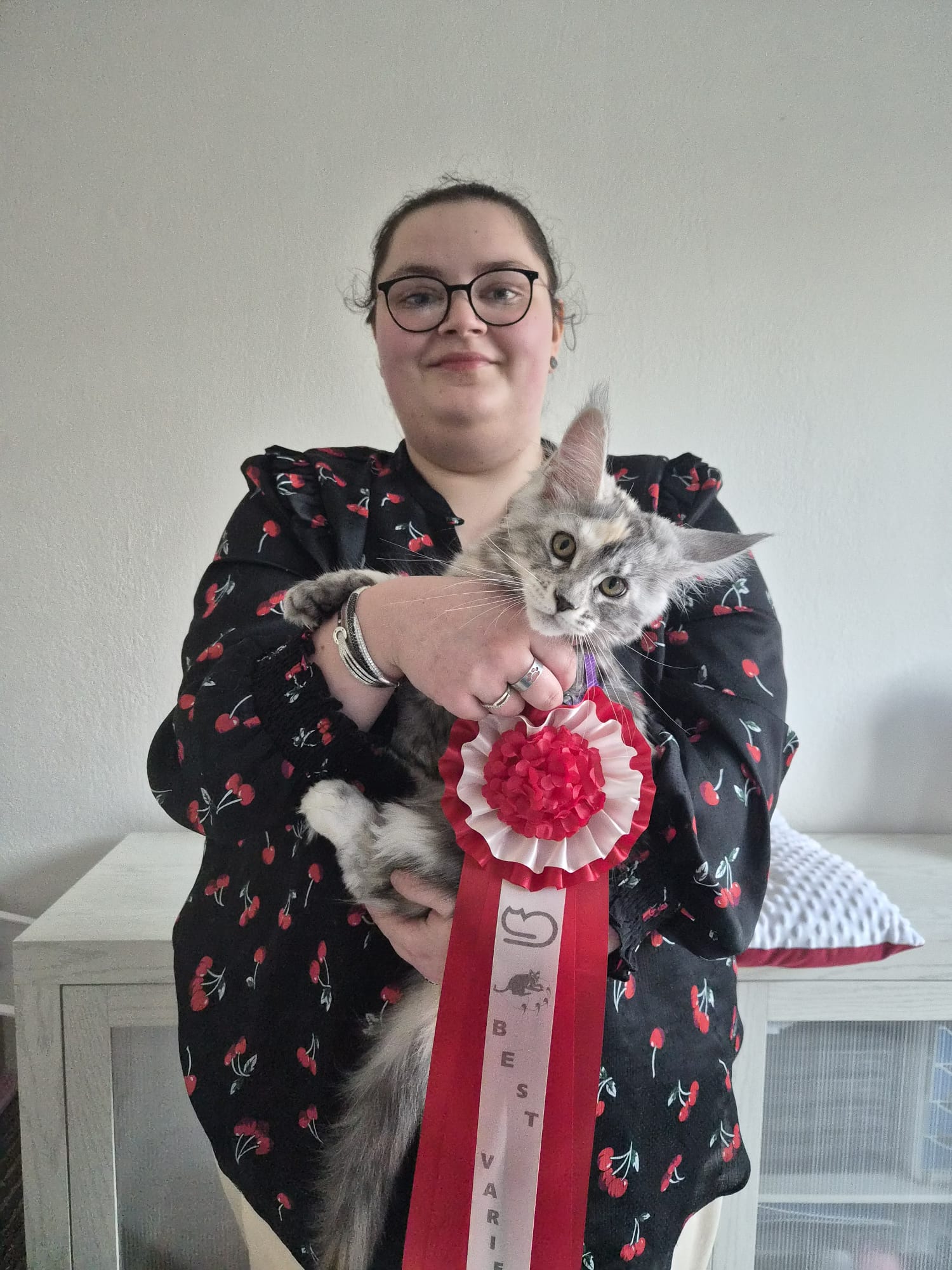 Adesse – Chaton Maine Coon Loof