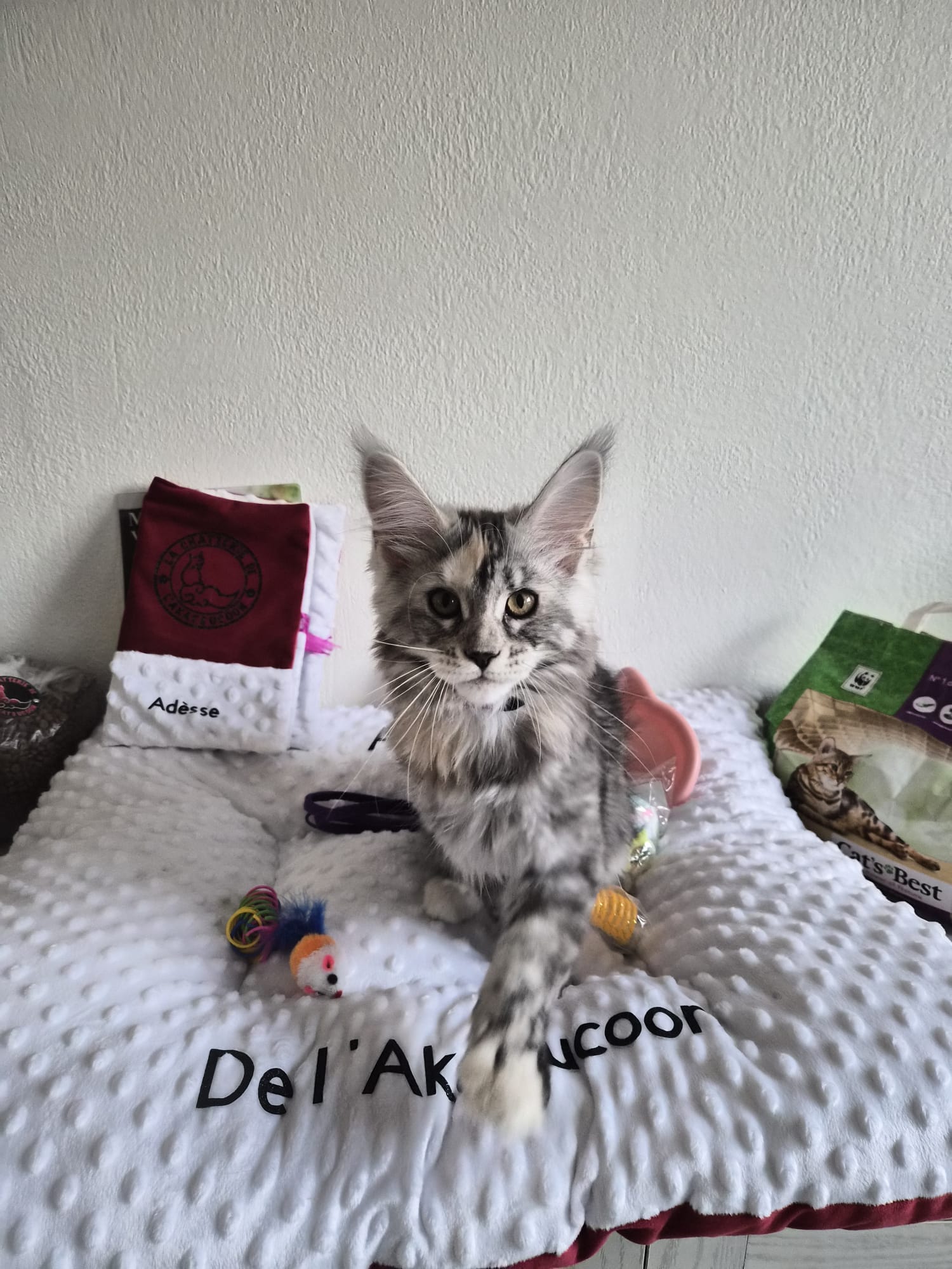 Adesse – Chaton Maine Coon Loof