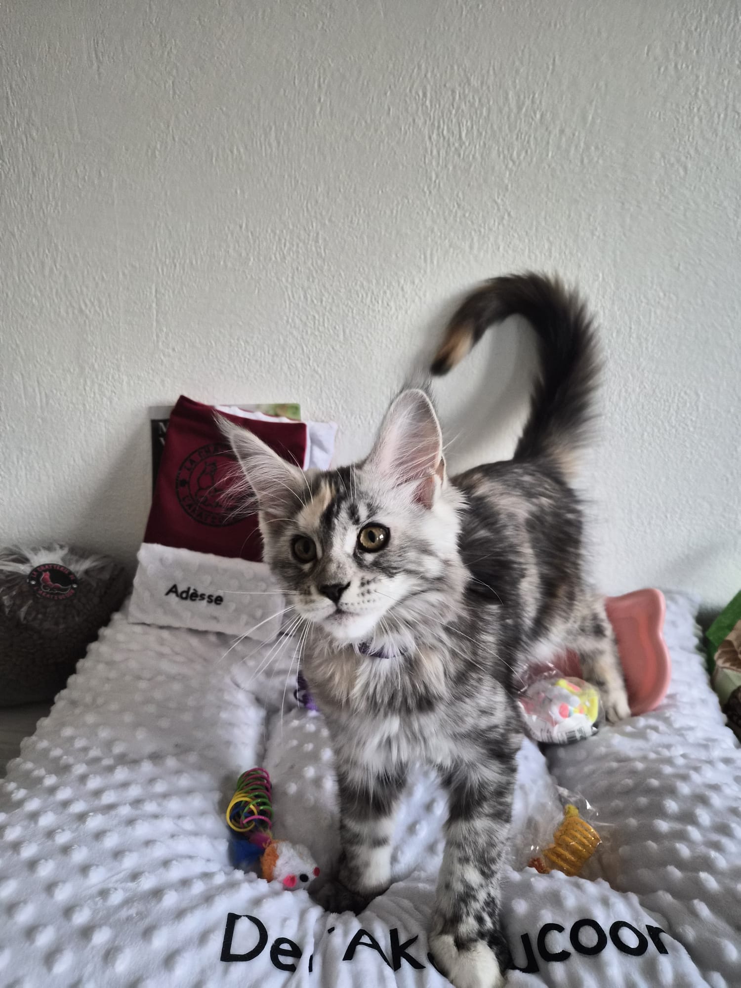 Adesse – Chaton Maine Coon Loof