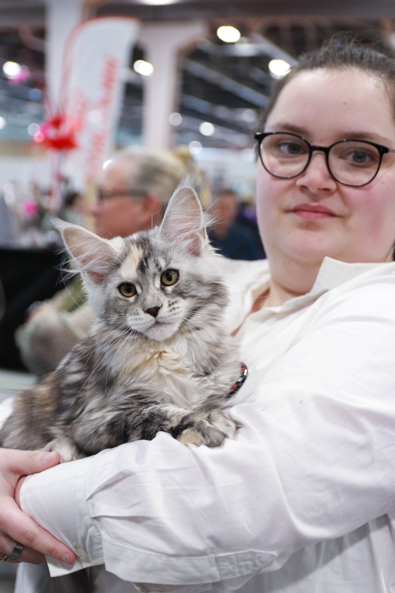 Adesse – Chaton Maine Coon Loof