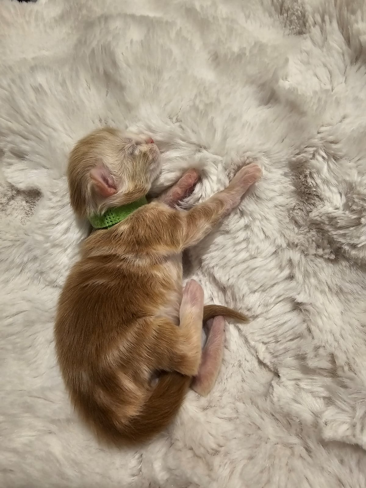 Azzaro – Chaton Maine Coon