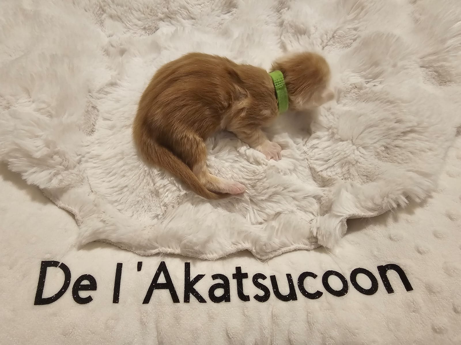 Azzaro – Chaton Maine Coon