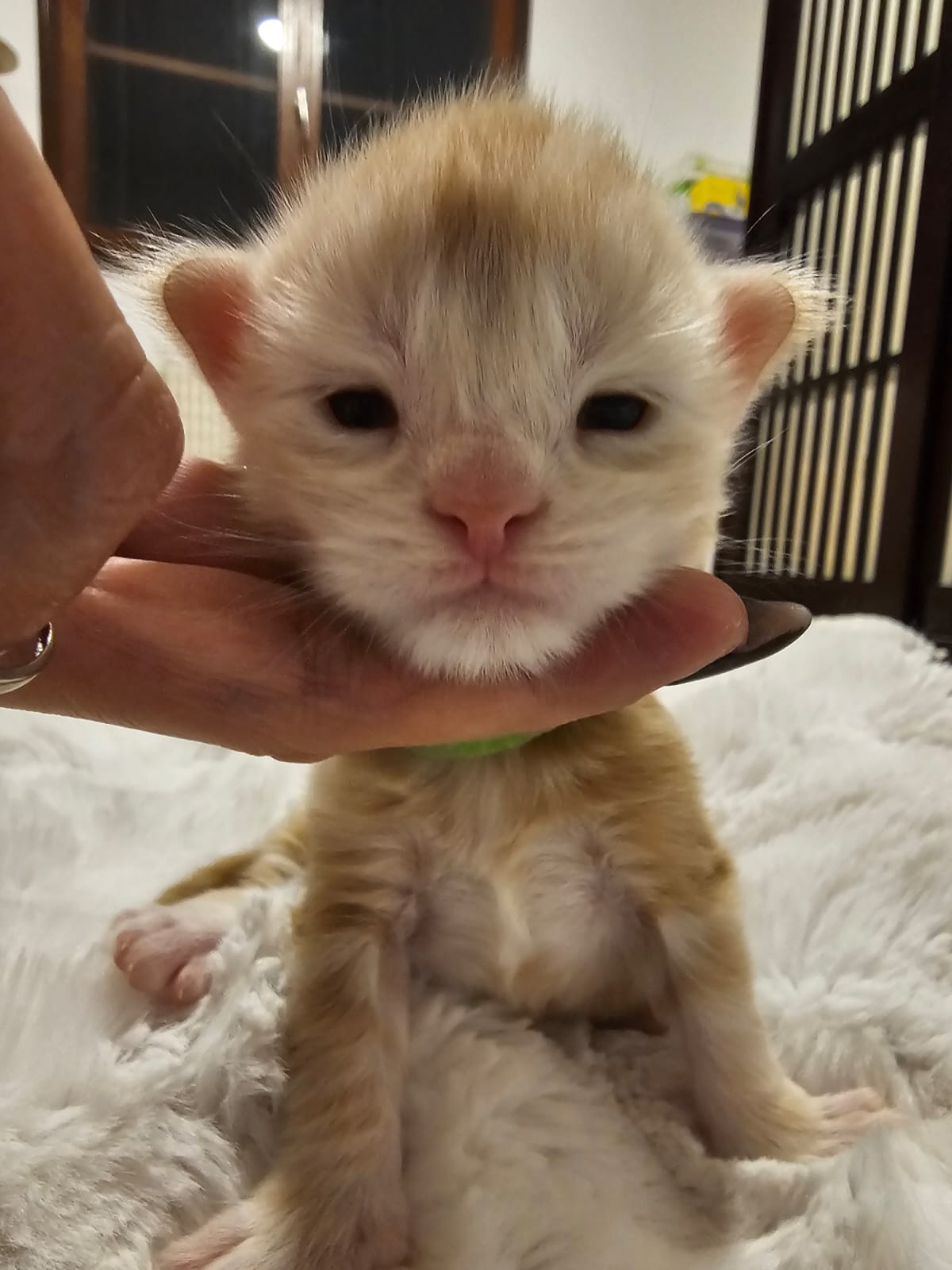 Azzaro – Chaton Maine Coon