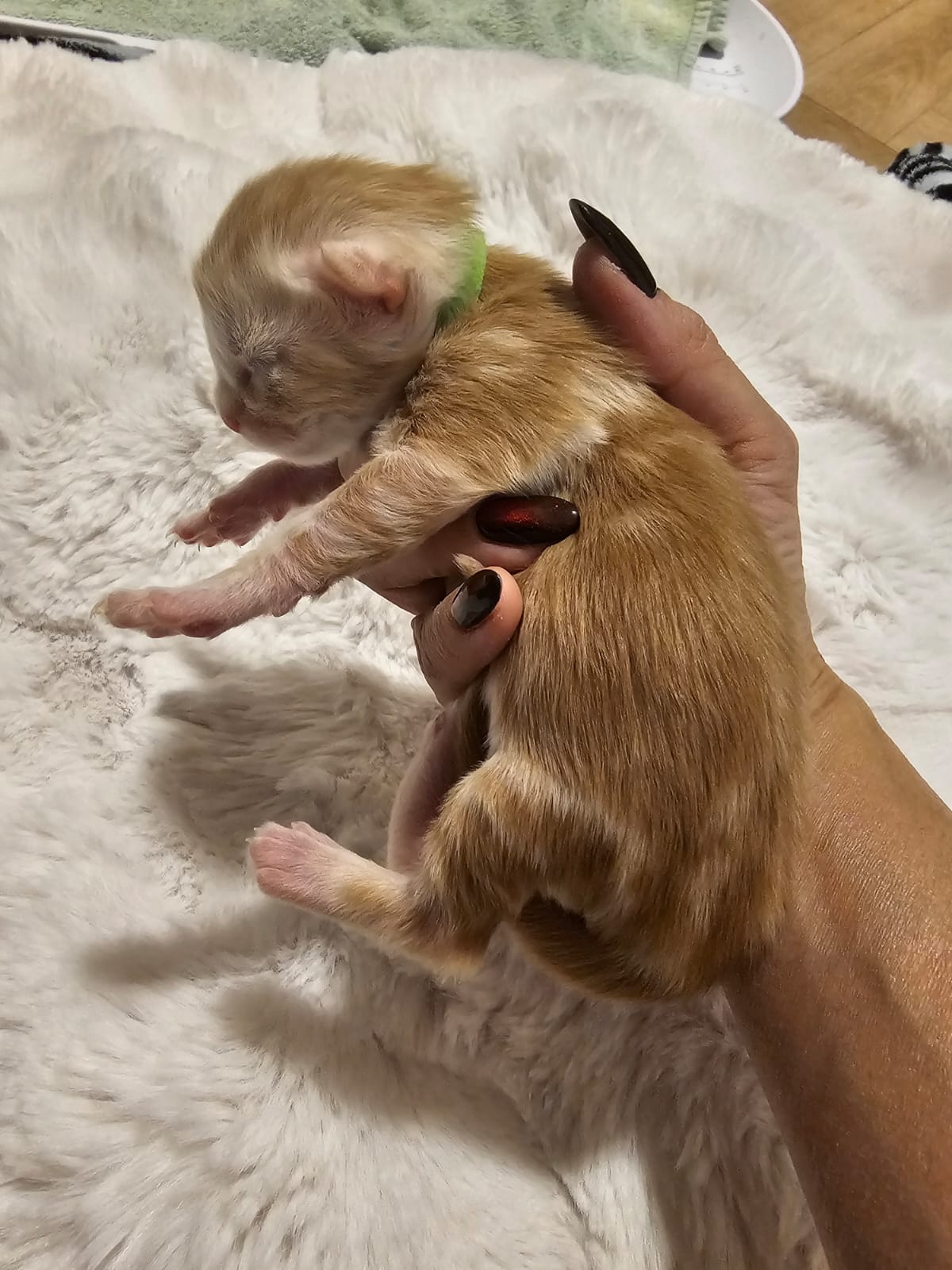 Azzaro – Chaton Maine Coon