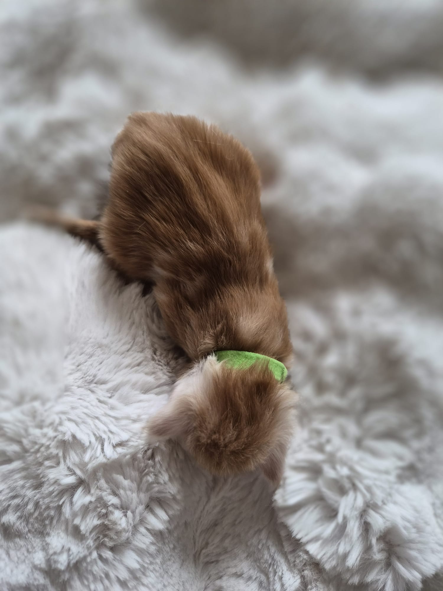 Azzaro – Chaton Maine Coon