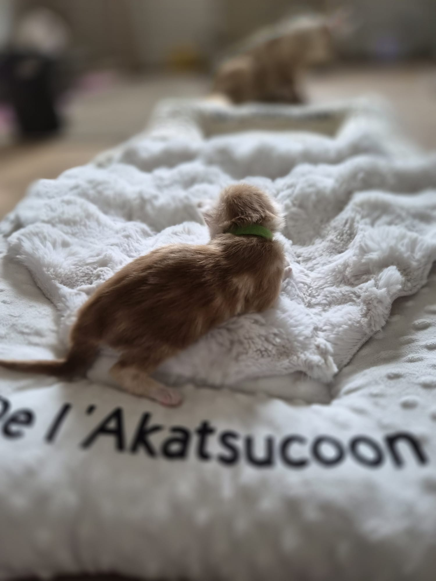 Azzaro – Chaton Maine Coon