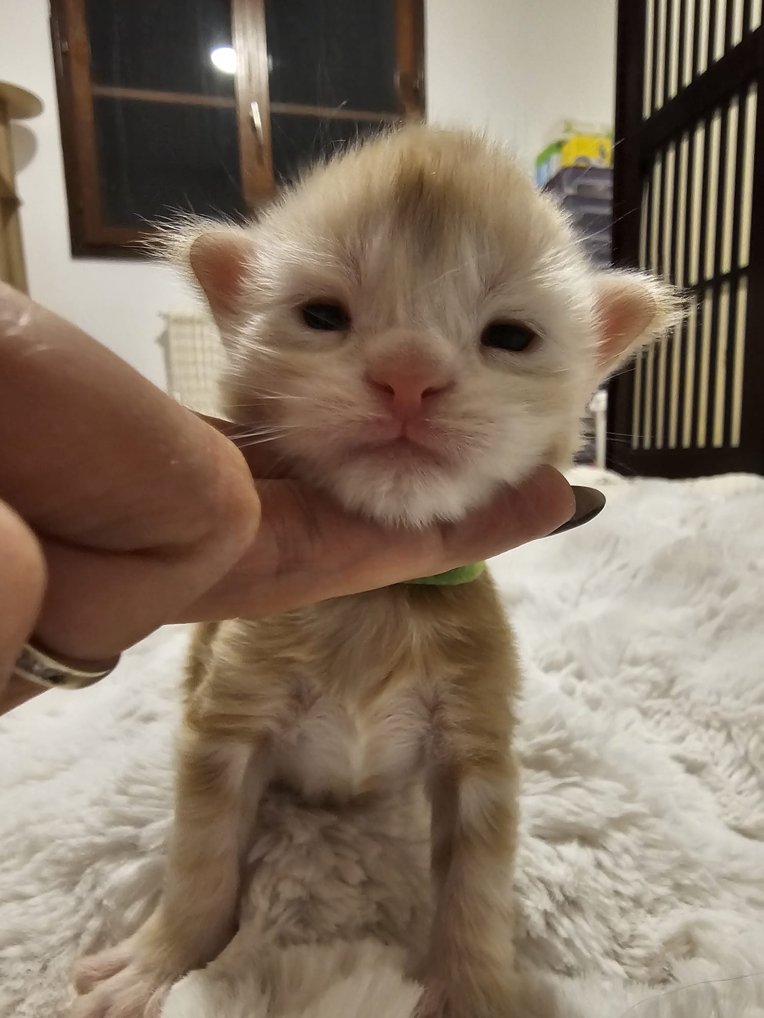 Azzaro – Chaton Maine Coon