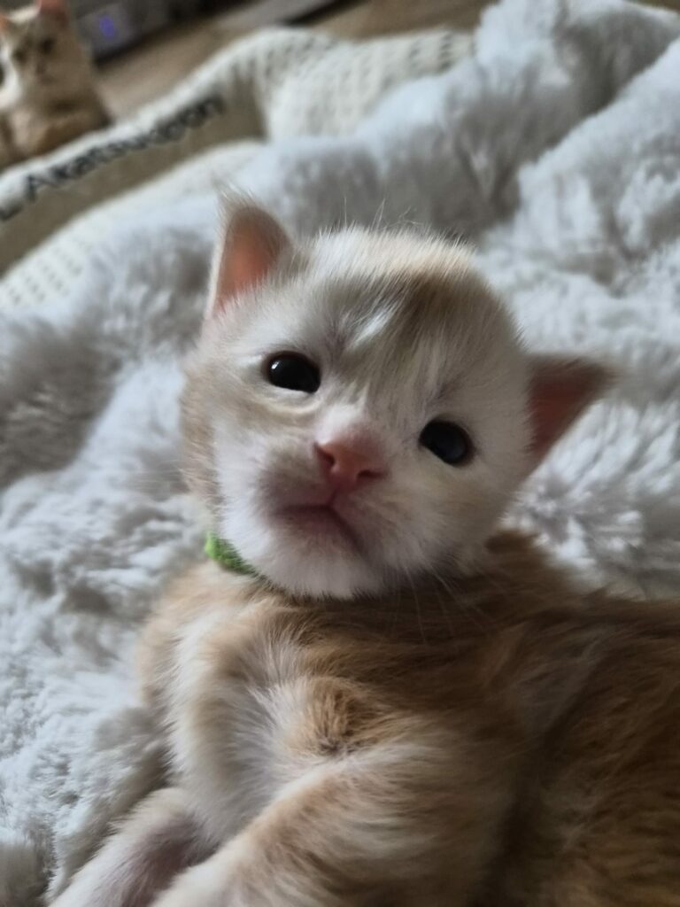 Azzaro - Chaton Maine Coon