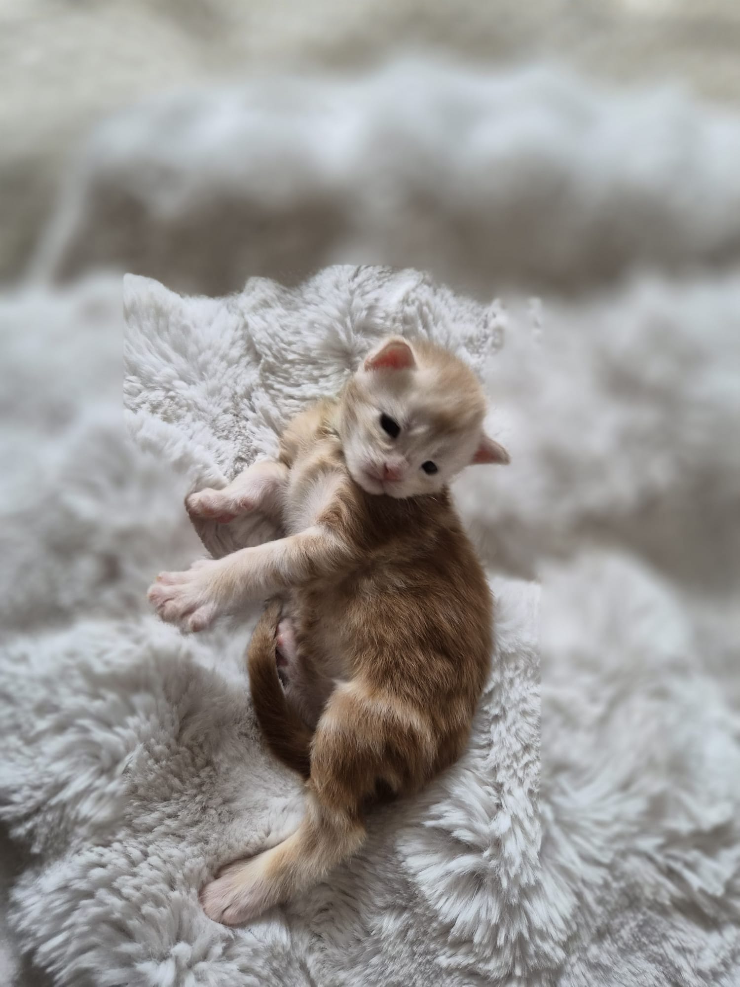 Azzaro – Chaton Maine Coon