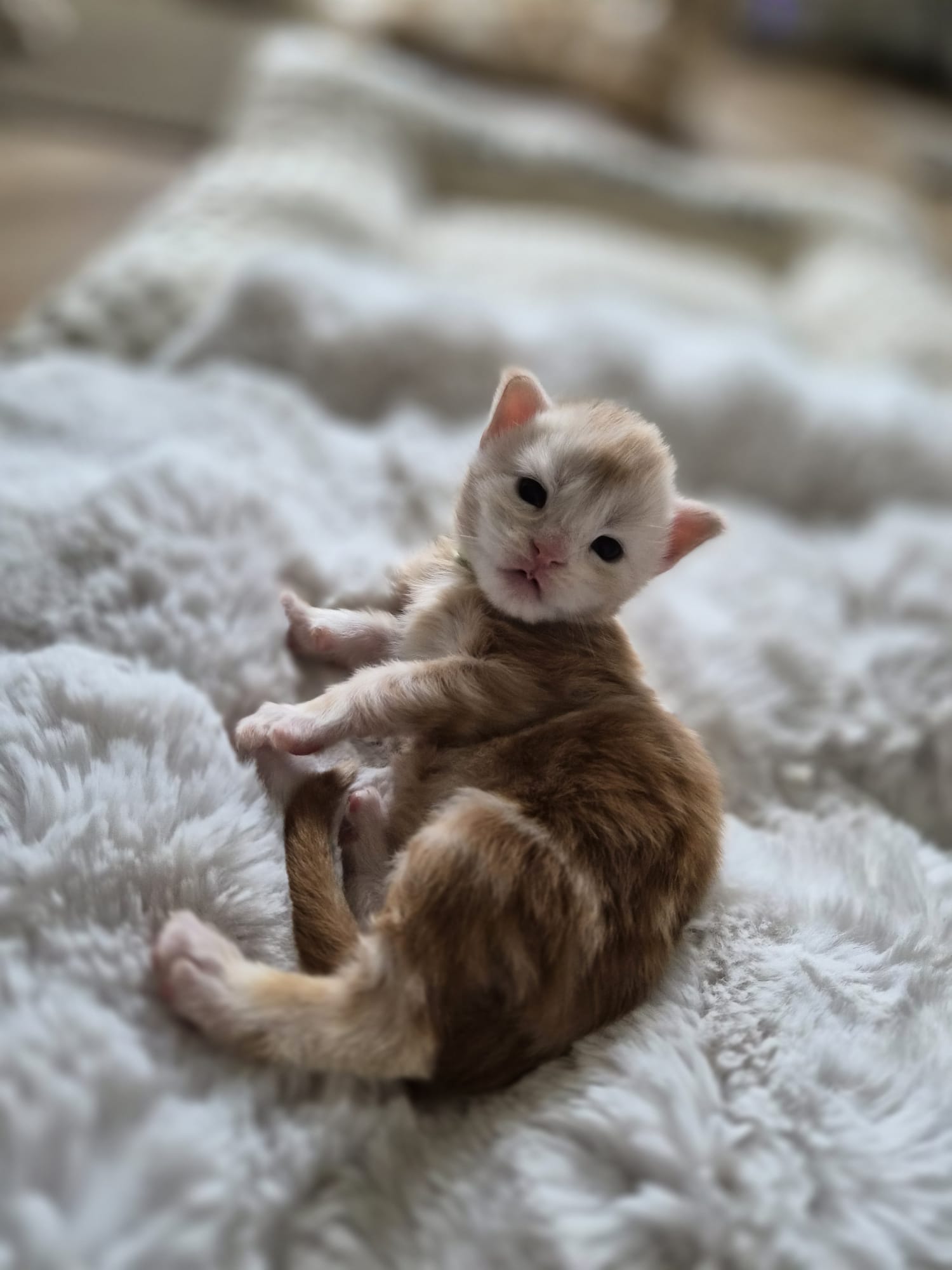 Azzaro – Chaton Maine Coon