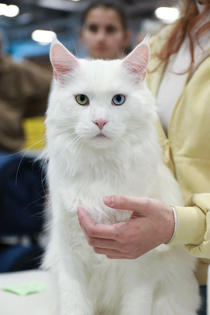 Titania - Femelle - Paris Animal Show 2026