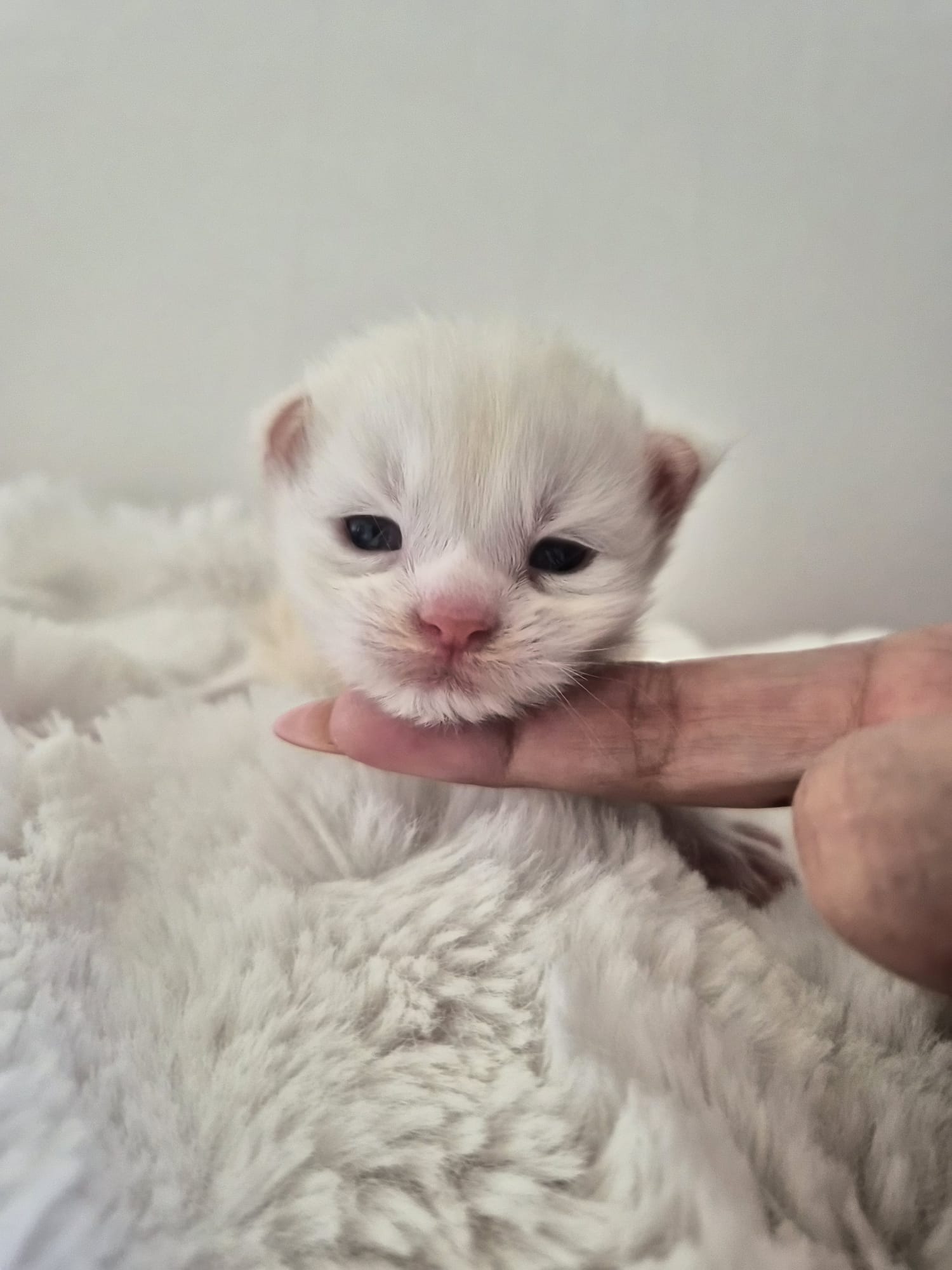 Male B – Blanc – Chaton
