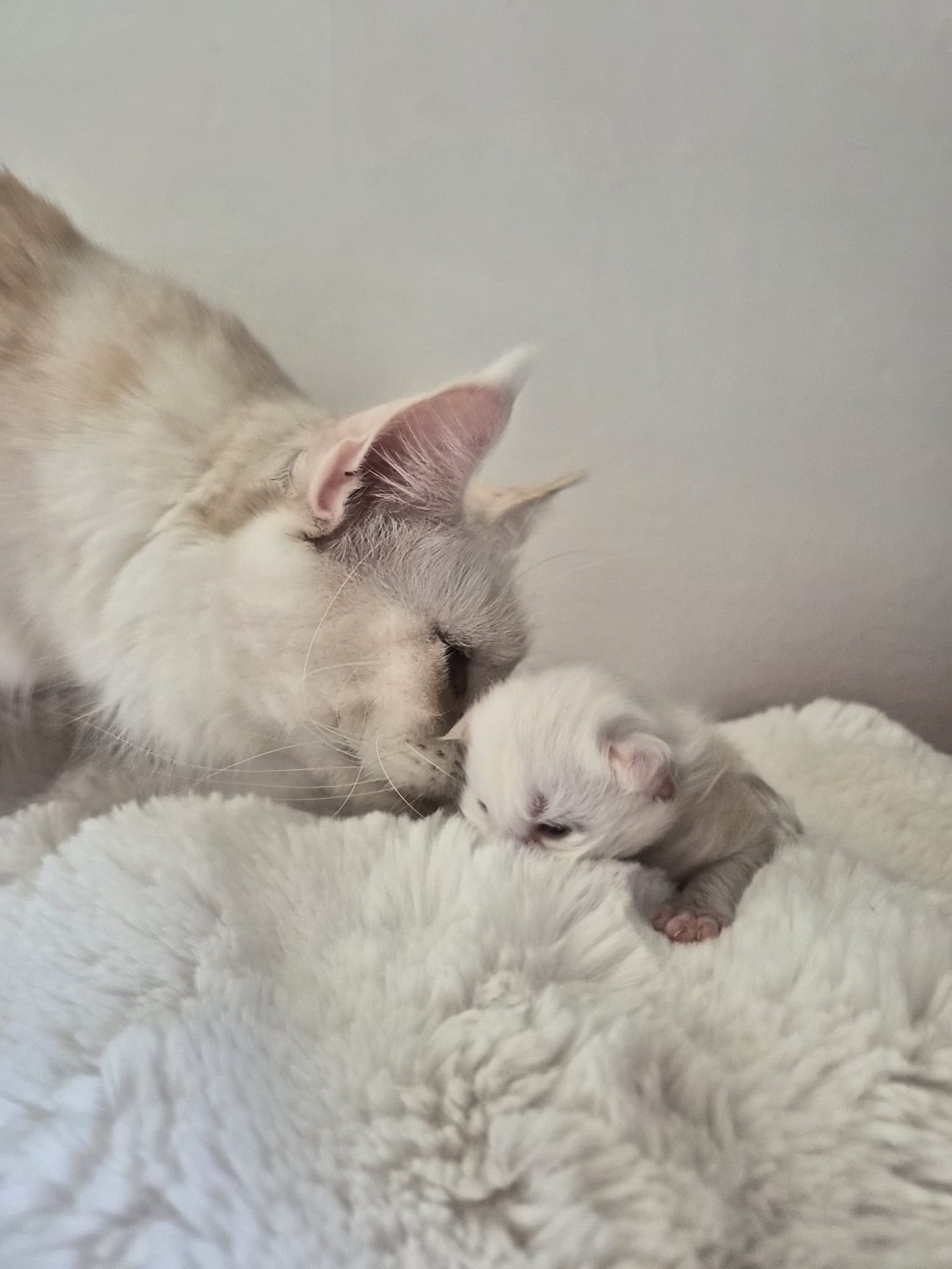 Male B – Blanc – Chaton