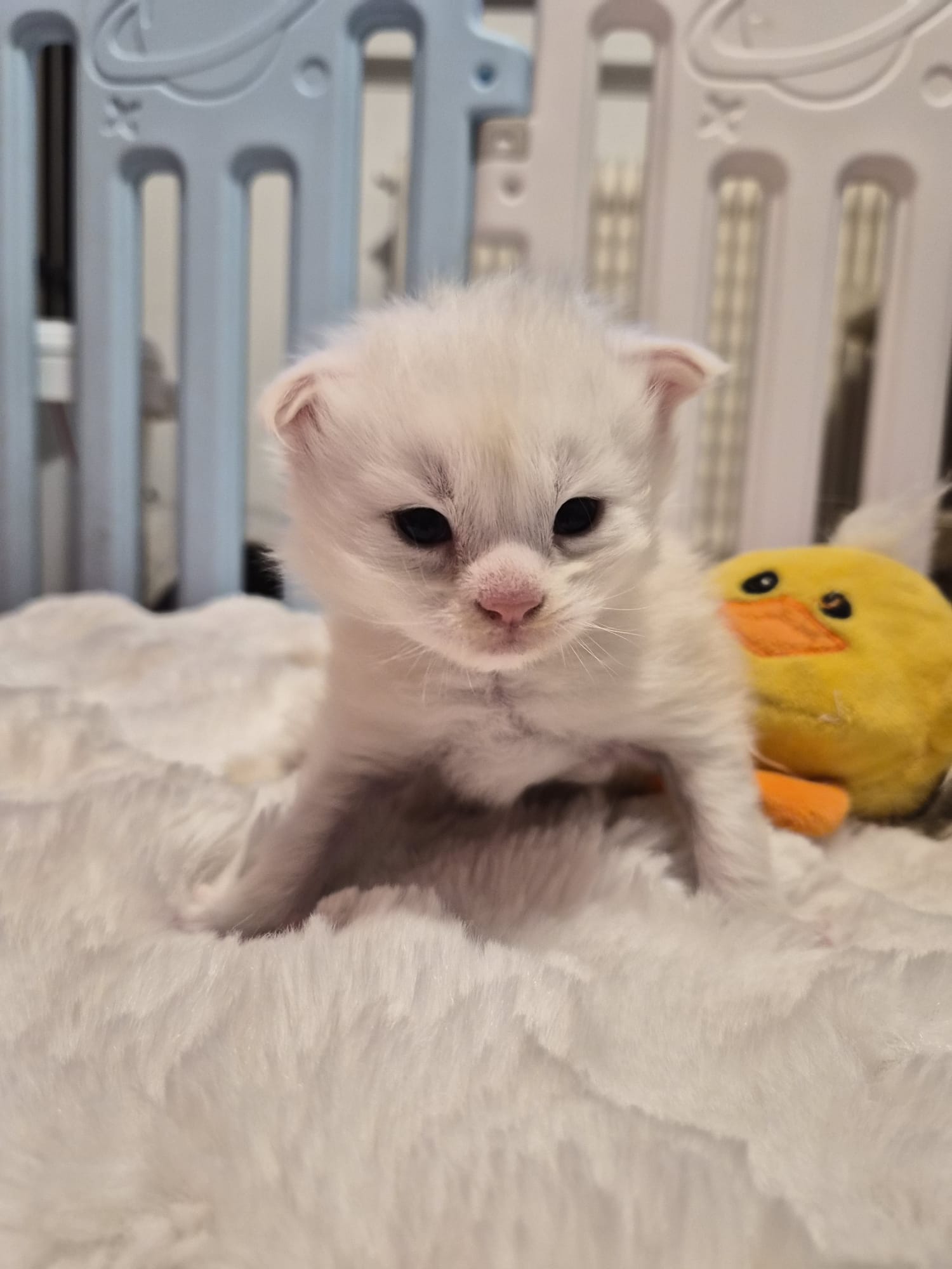 Male B – Blanc – Chaton