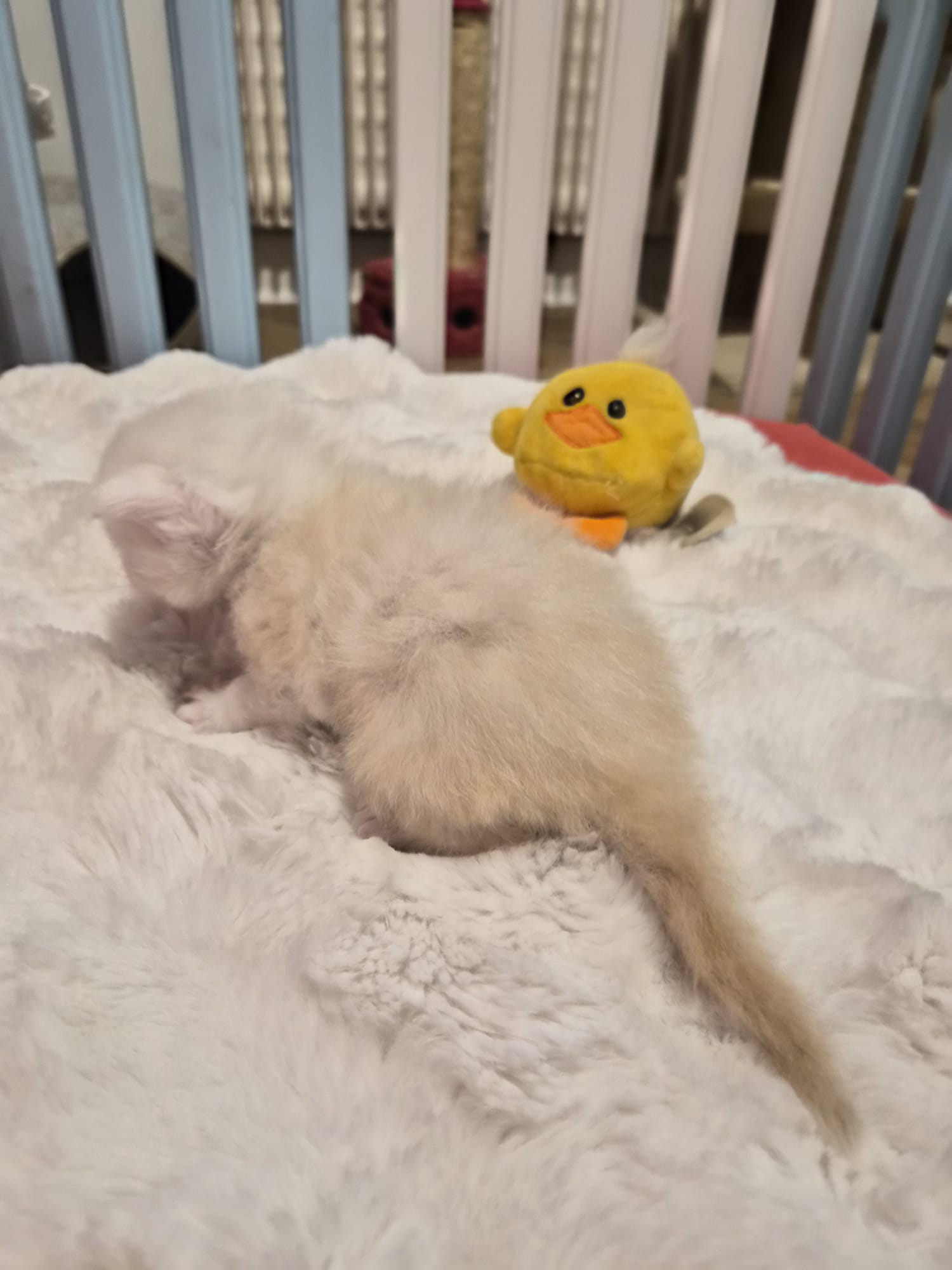 Male B – Blanc – Chaton