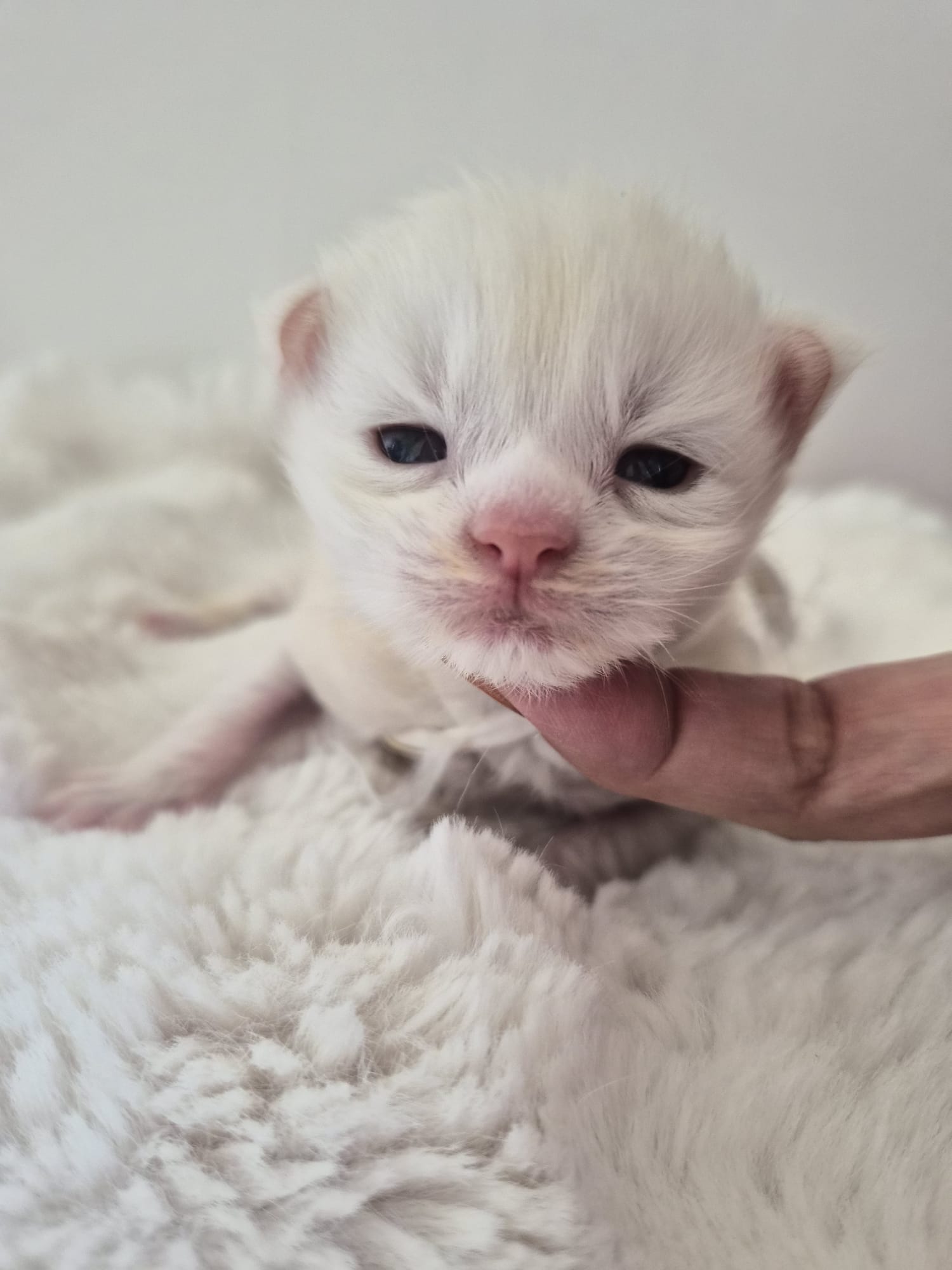 Male B – Blanc – Chaton