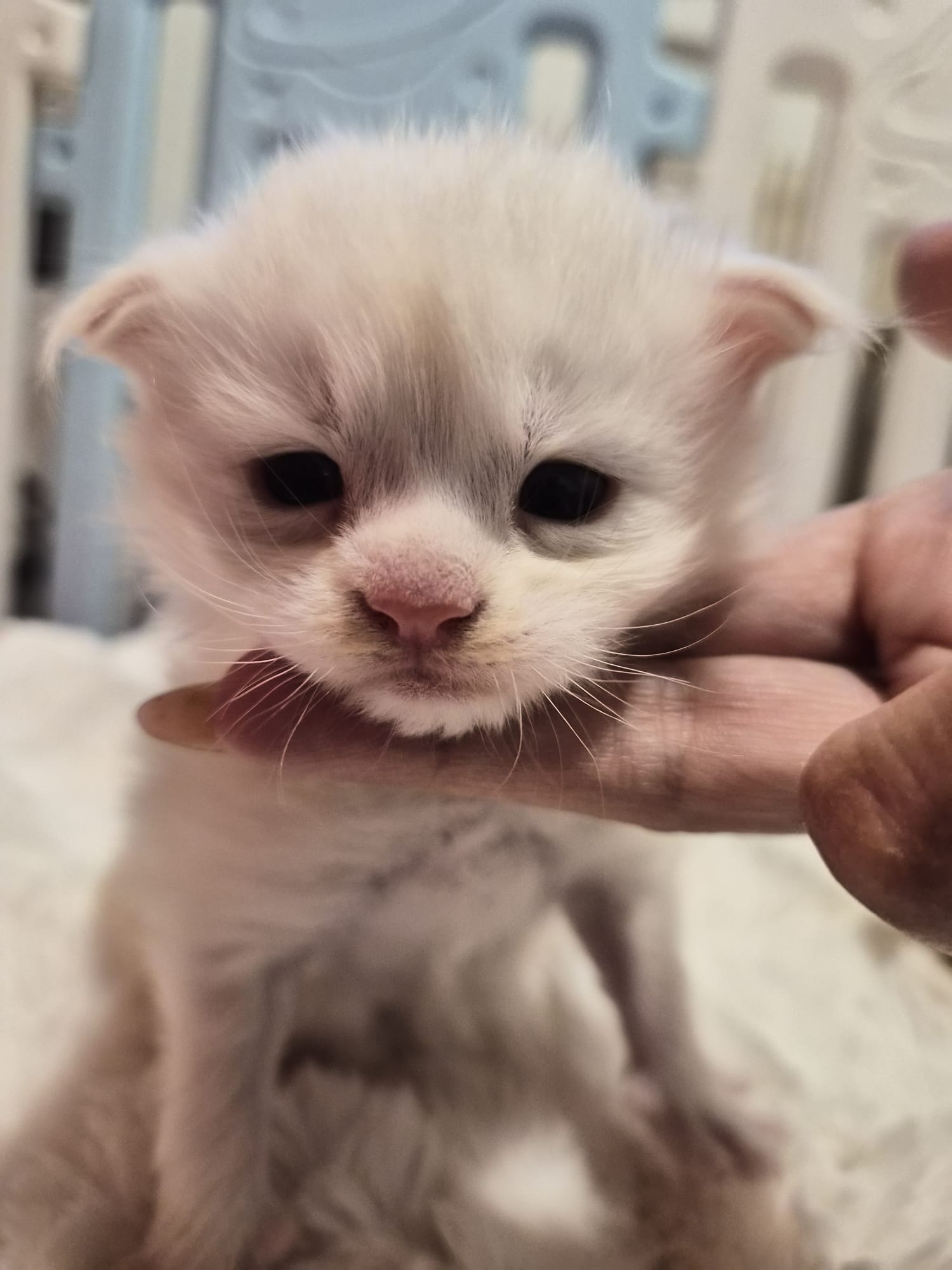 Male B – Blanc – Chaton