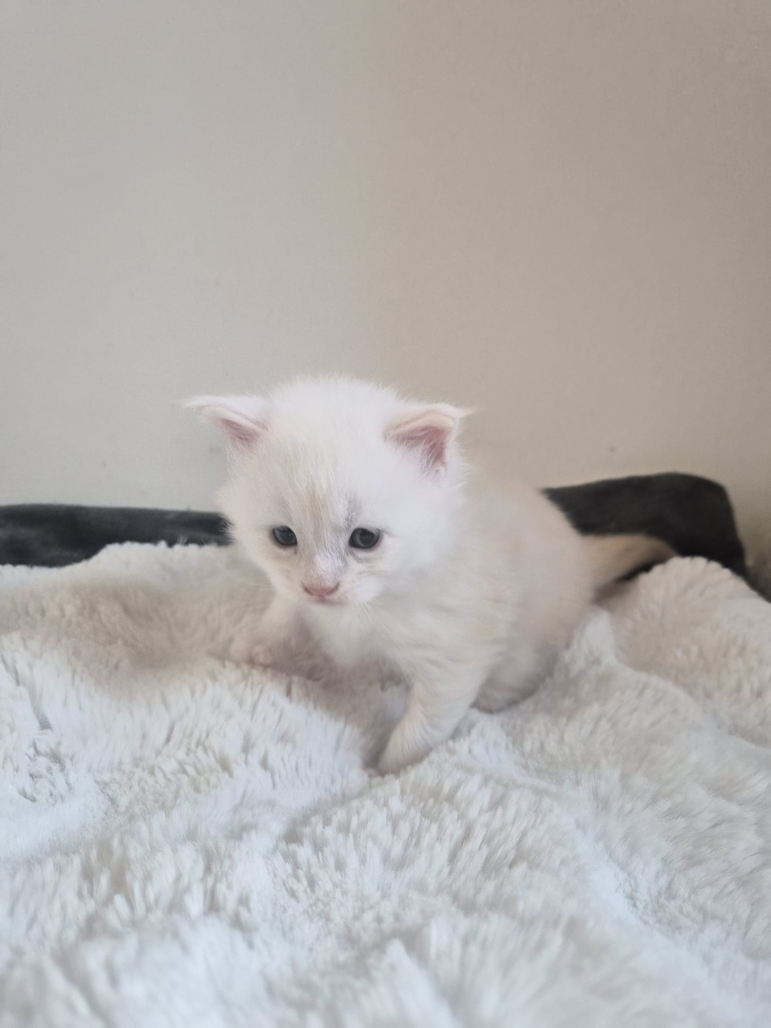 Male B – Blanc – Chaton