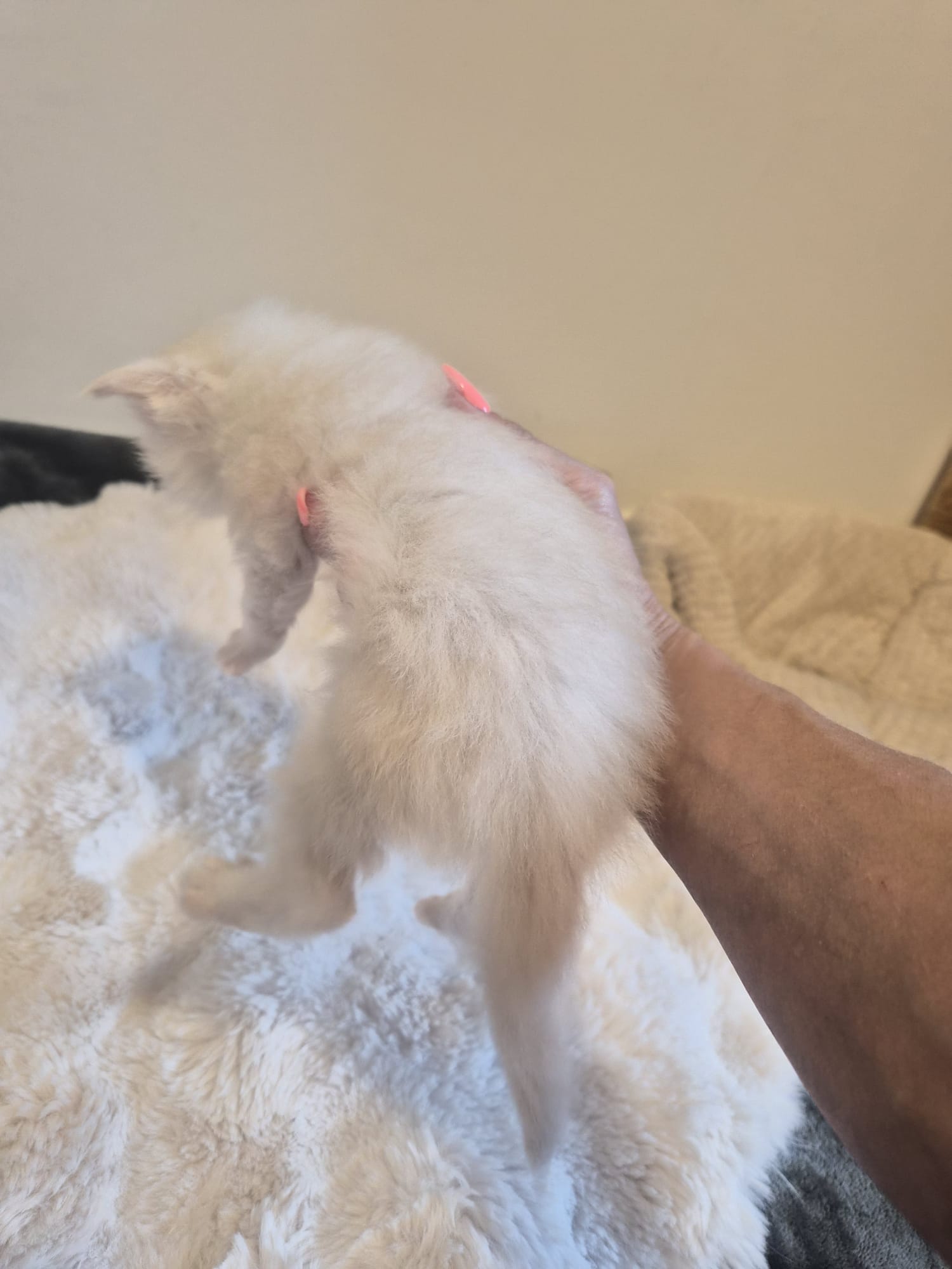 Male B – Blanc – Chaton
