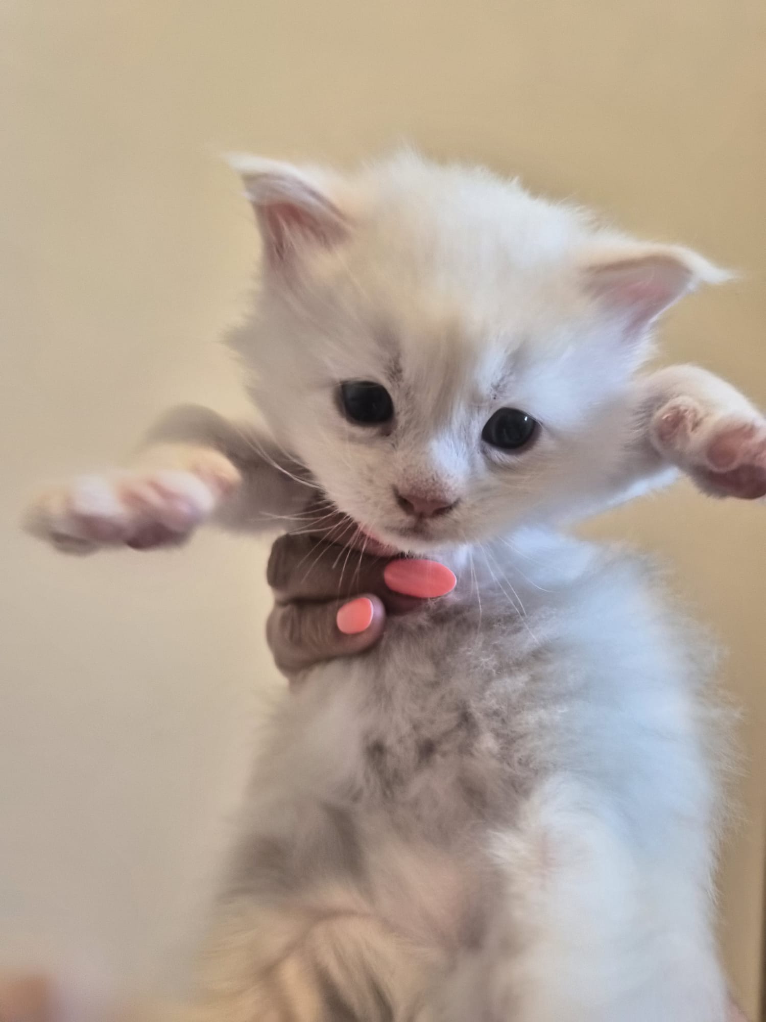 Male B – Blanc – Chaton