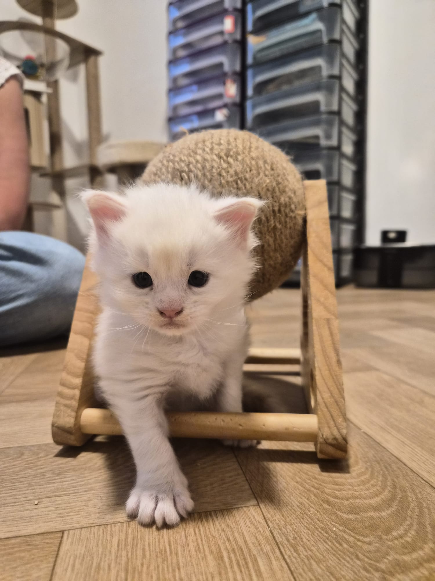 Male B – Blanc – Chaton
