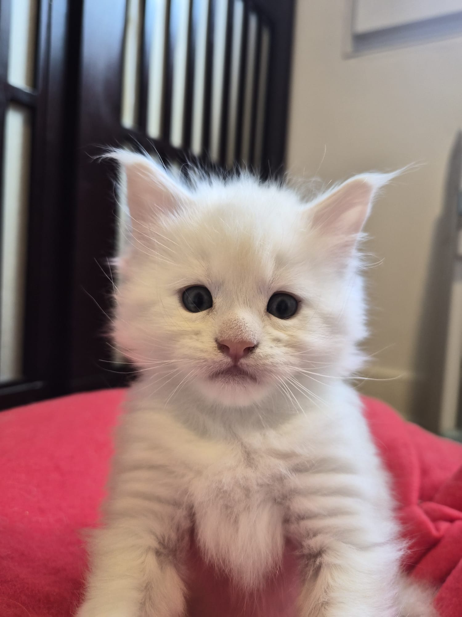Male B – Blanc – Chaton