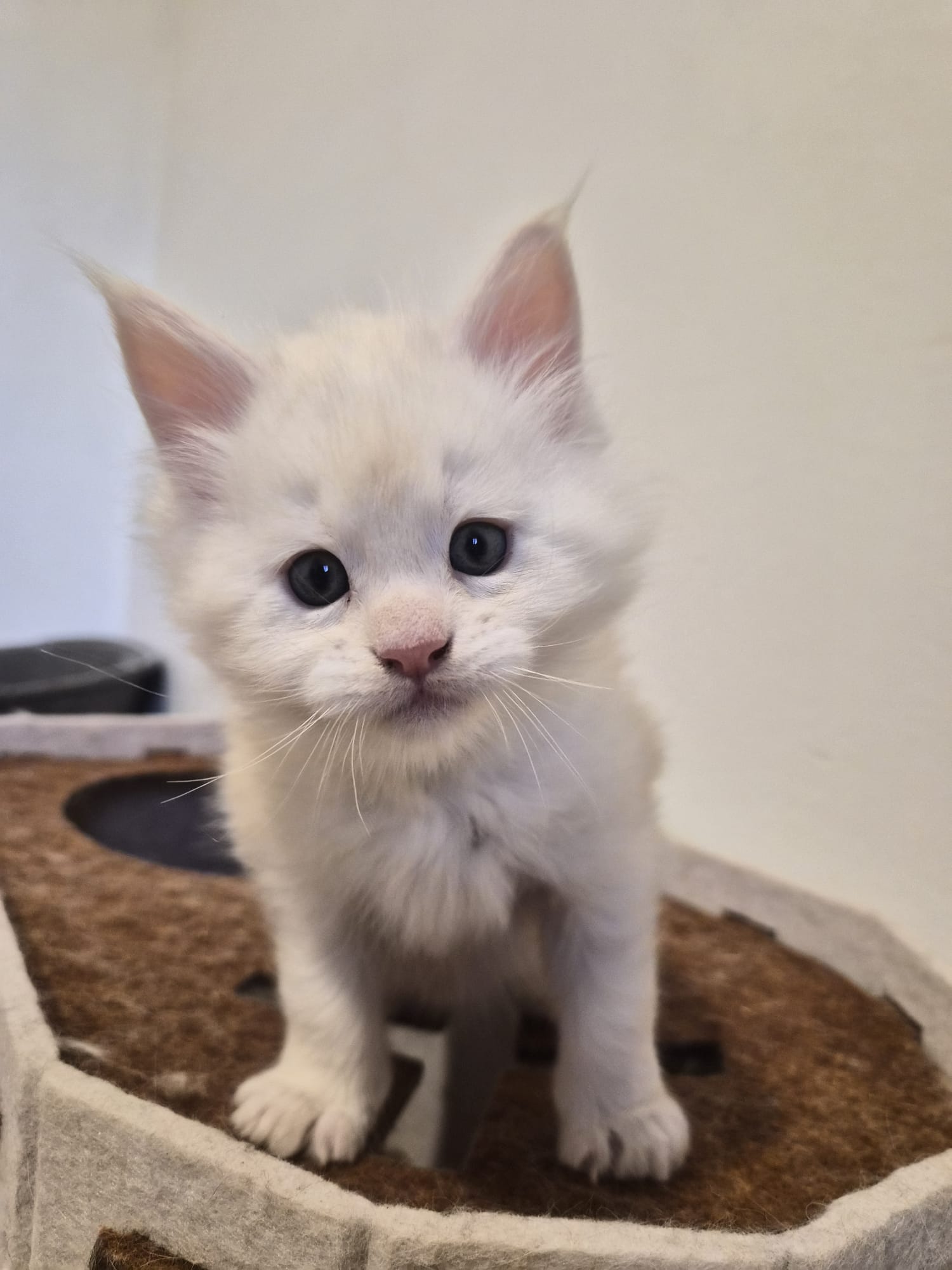 Male B – Blanc – Chaton