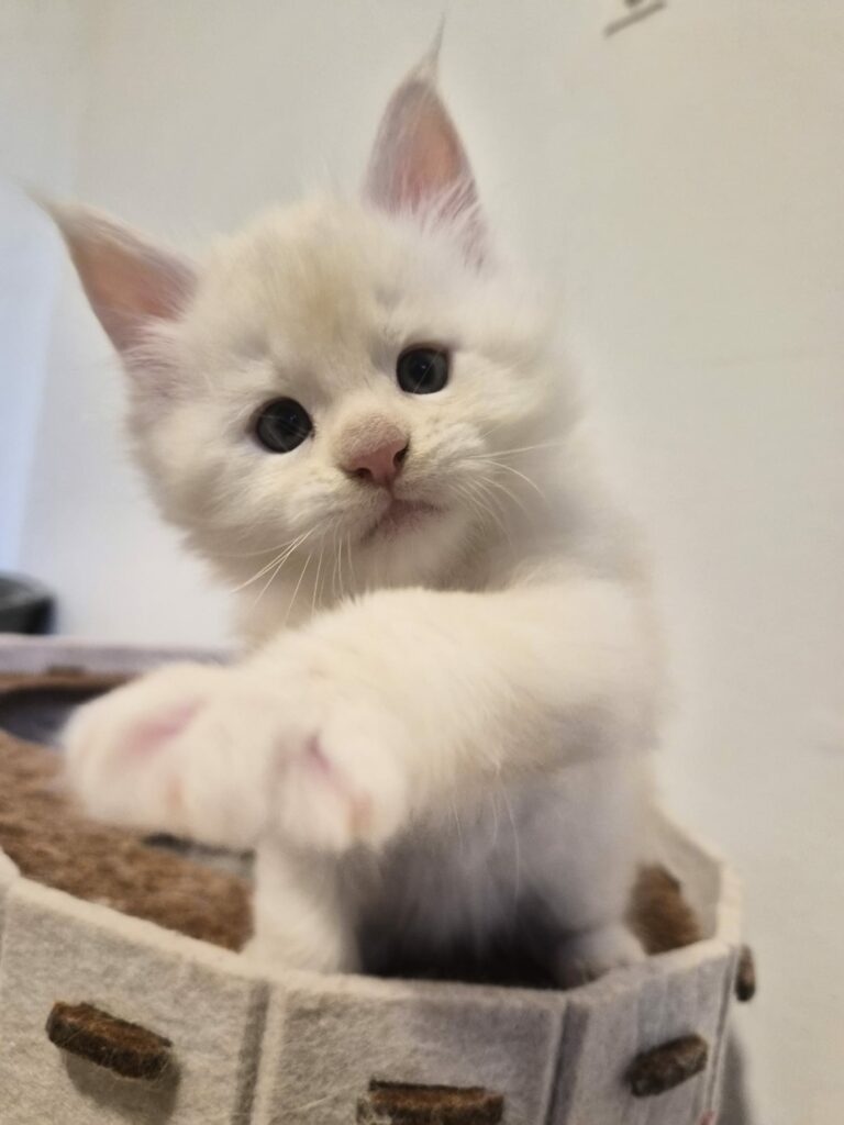 Male B - Blanc - Chaton