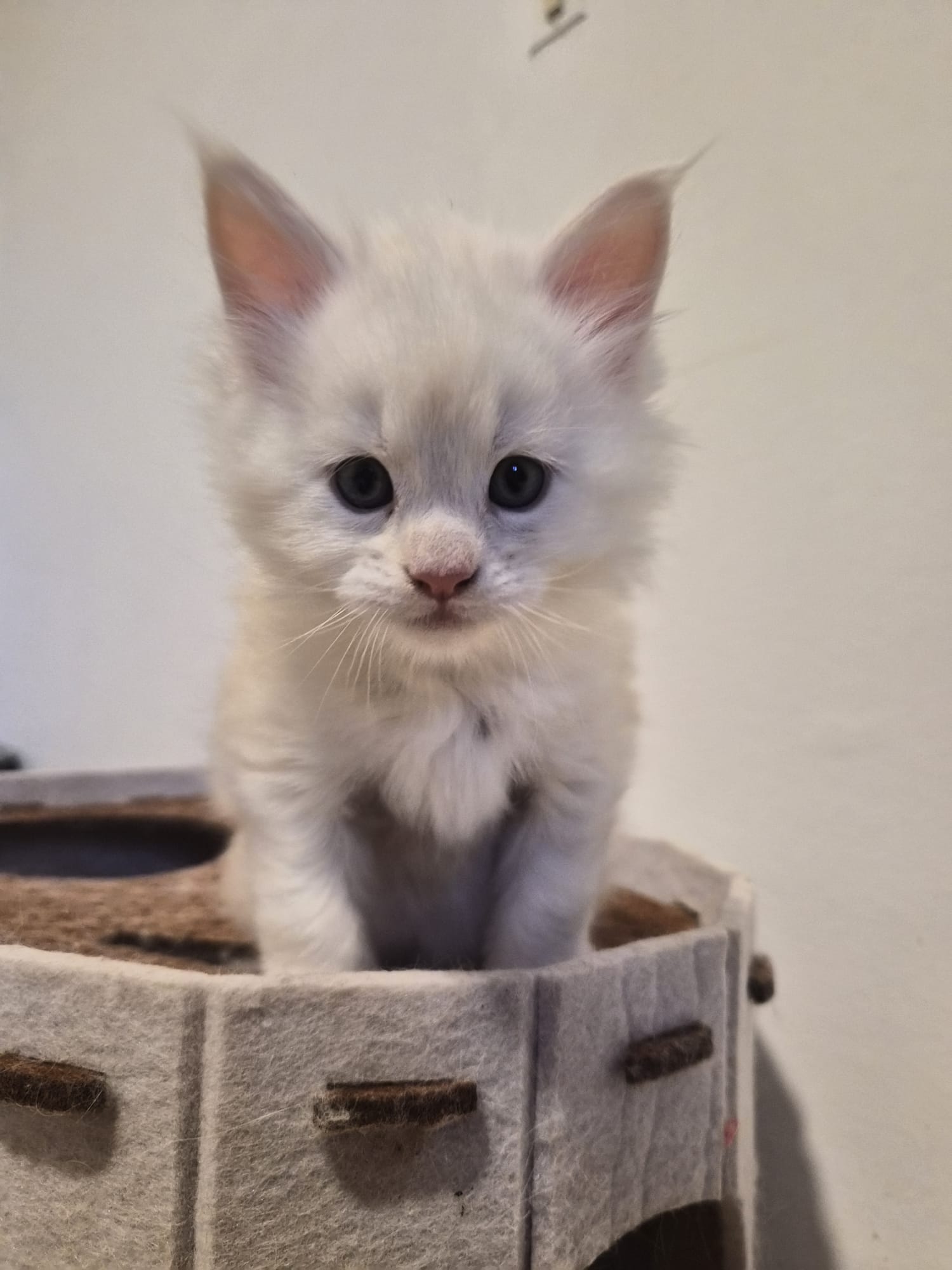 Male B – Blanc – Chaton