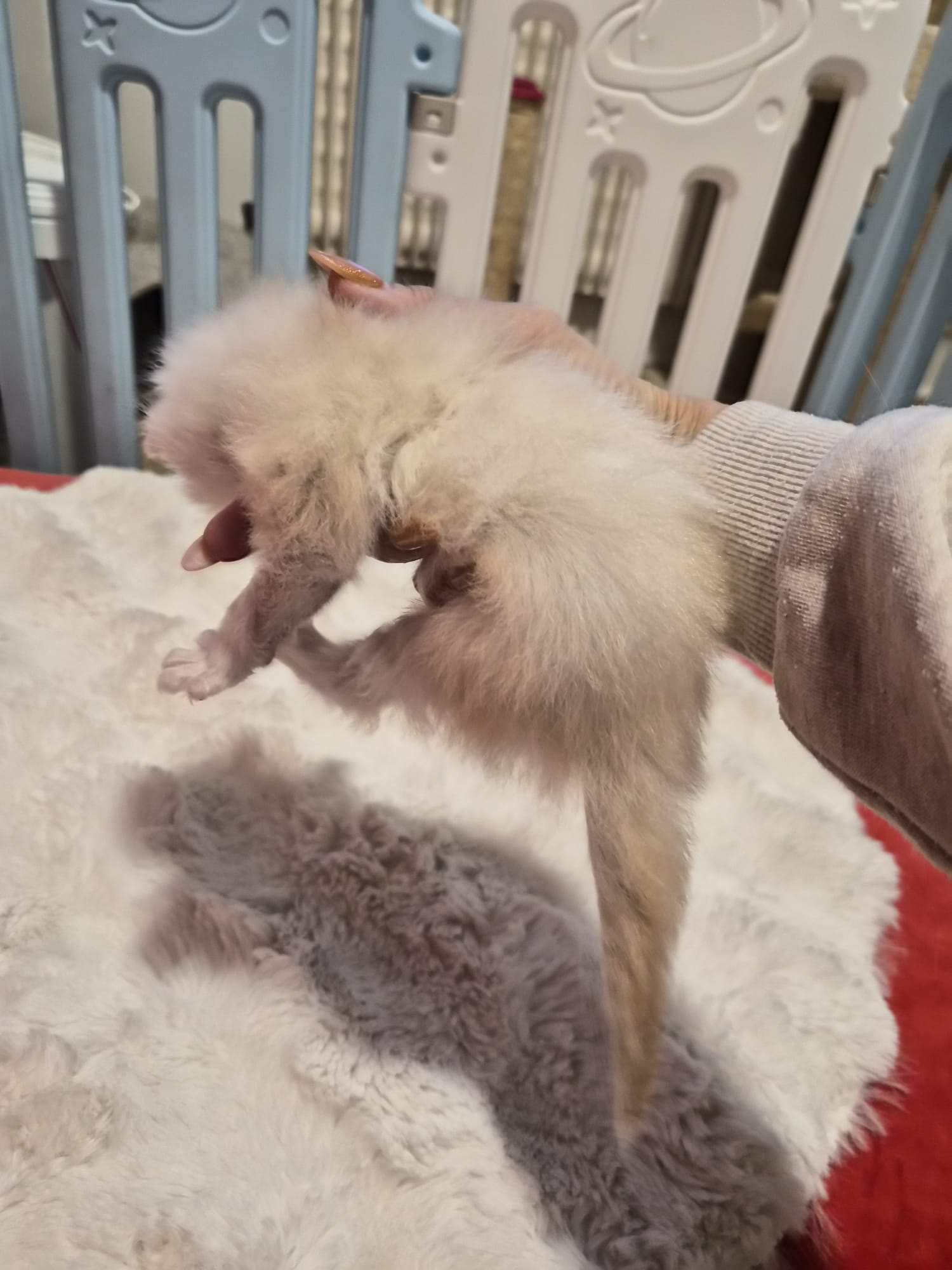 Male B – Blanc – Chaton
