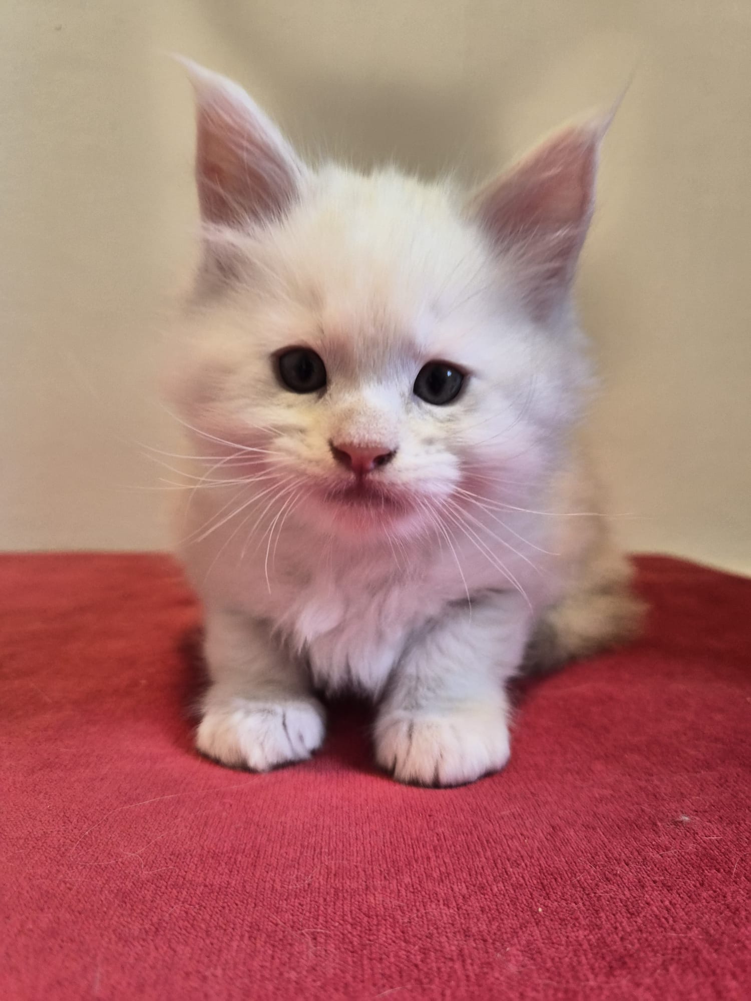 Male B – Blanc – Chaton