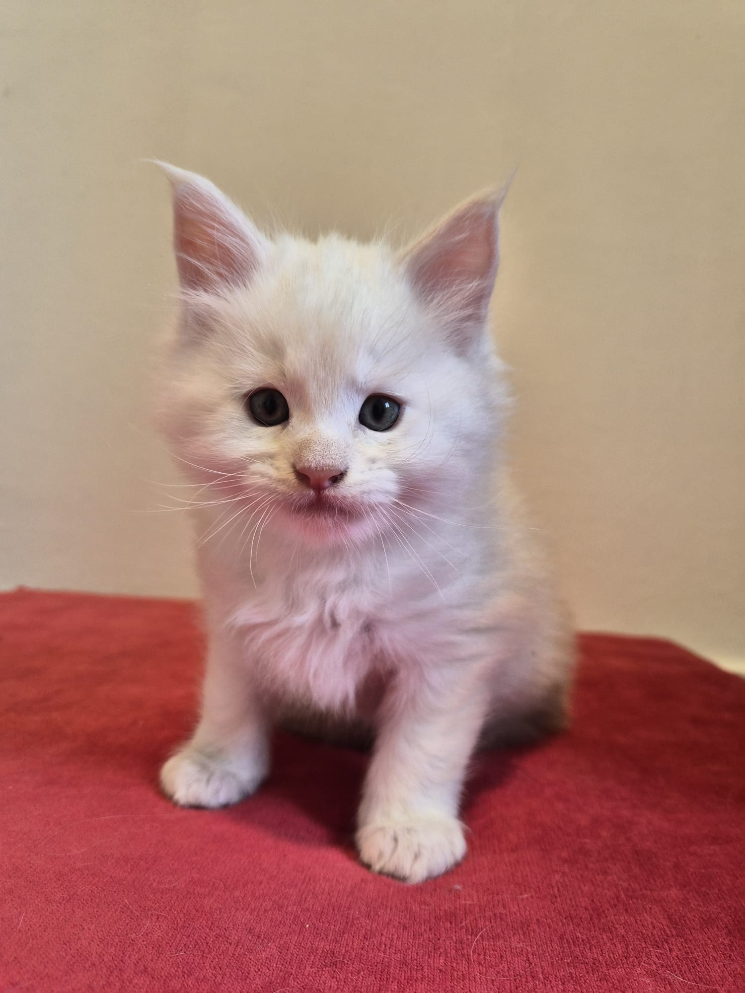 Male B – Blanc – Chaton
