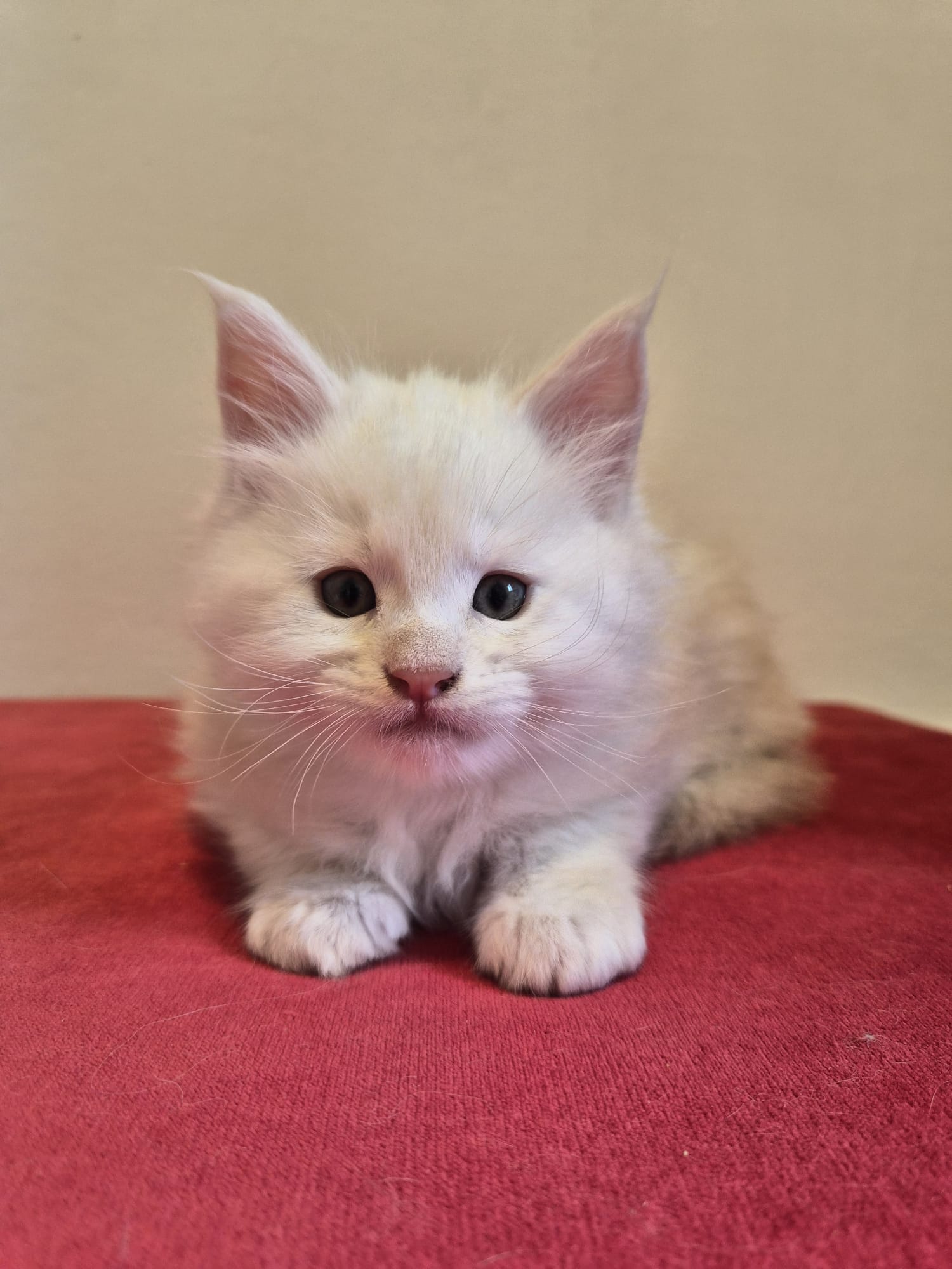 Male B – Blanc – Chaton