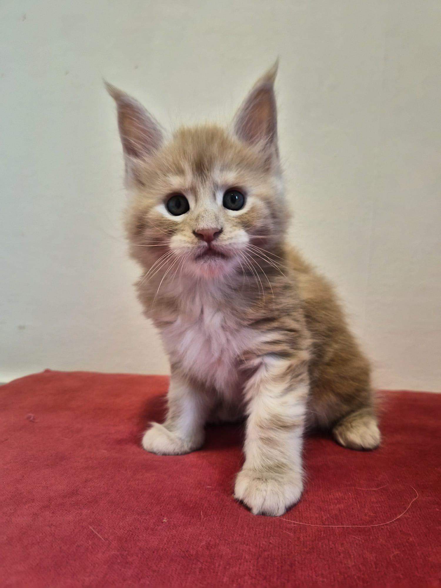 Biju – Male Chaton