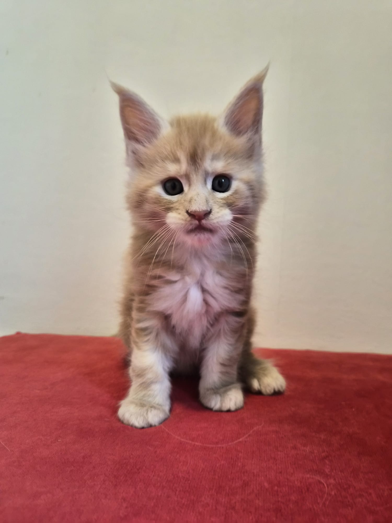 Biju – Male Chaton