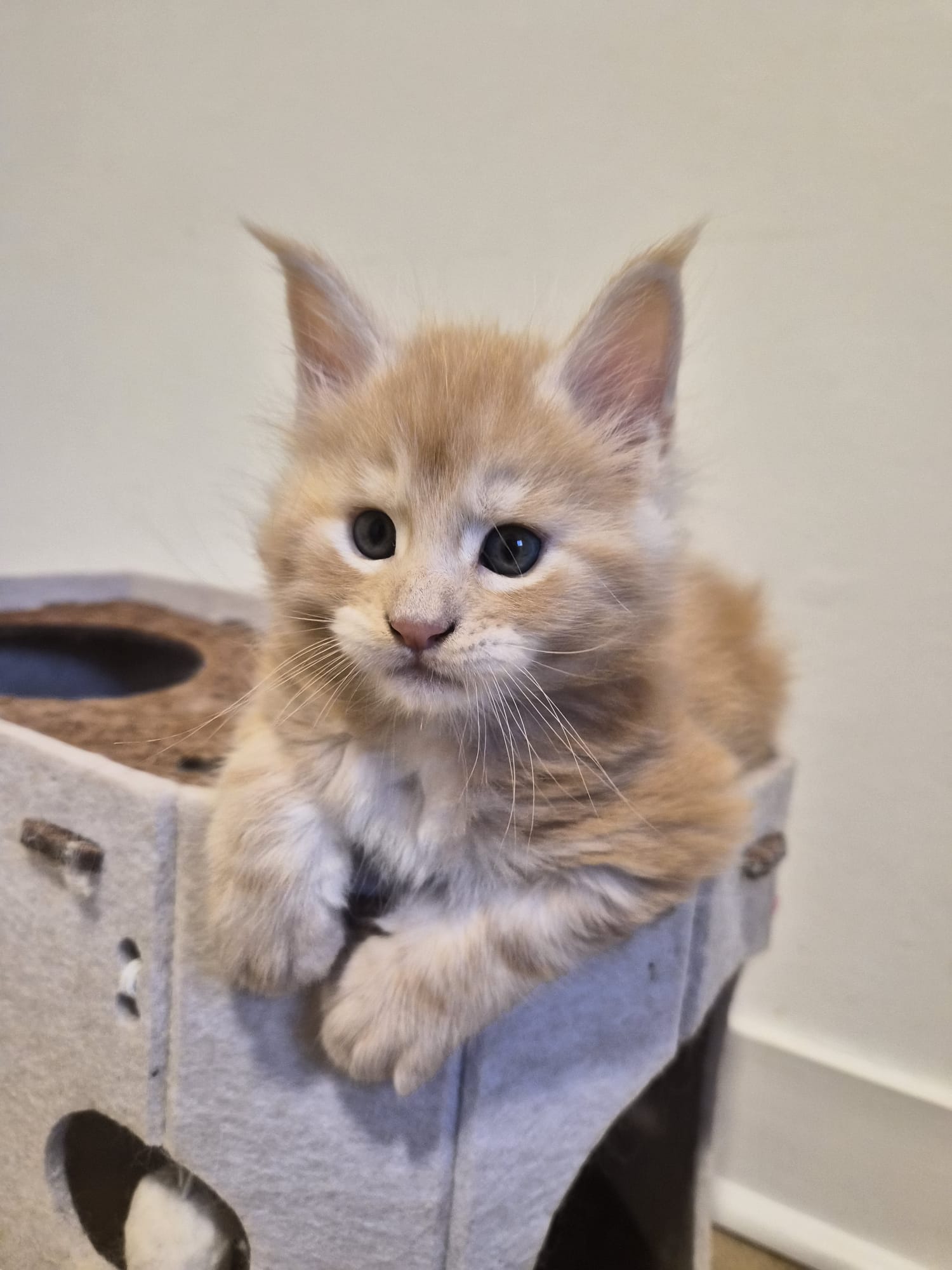 Biju – Male Chaton