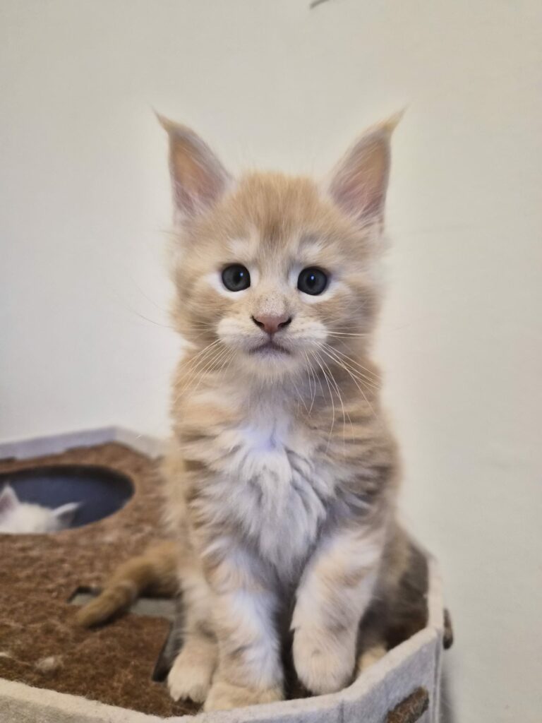 Biju - Male Chaton
