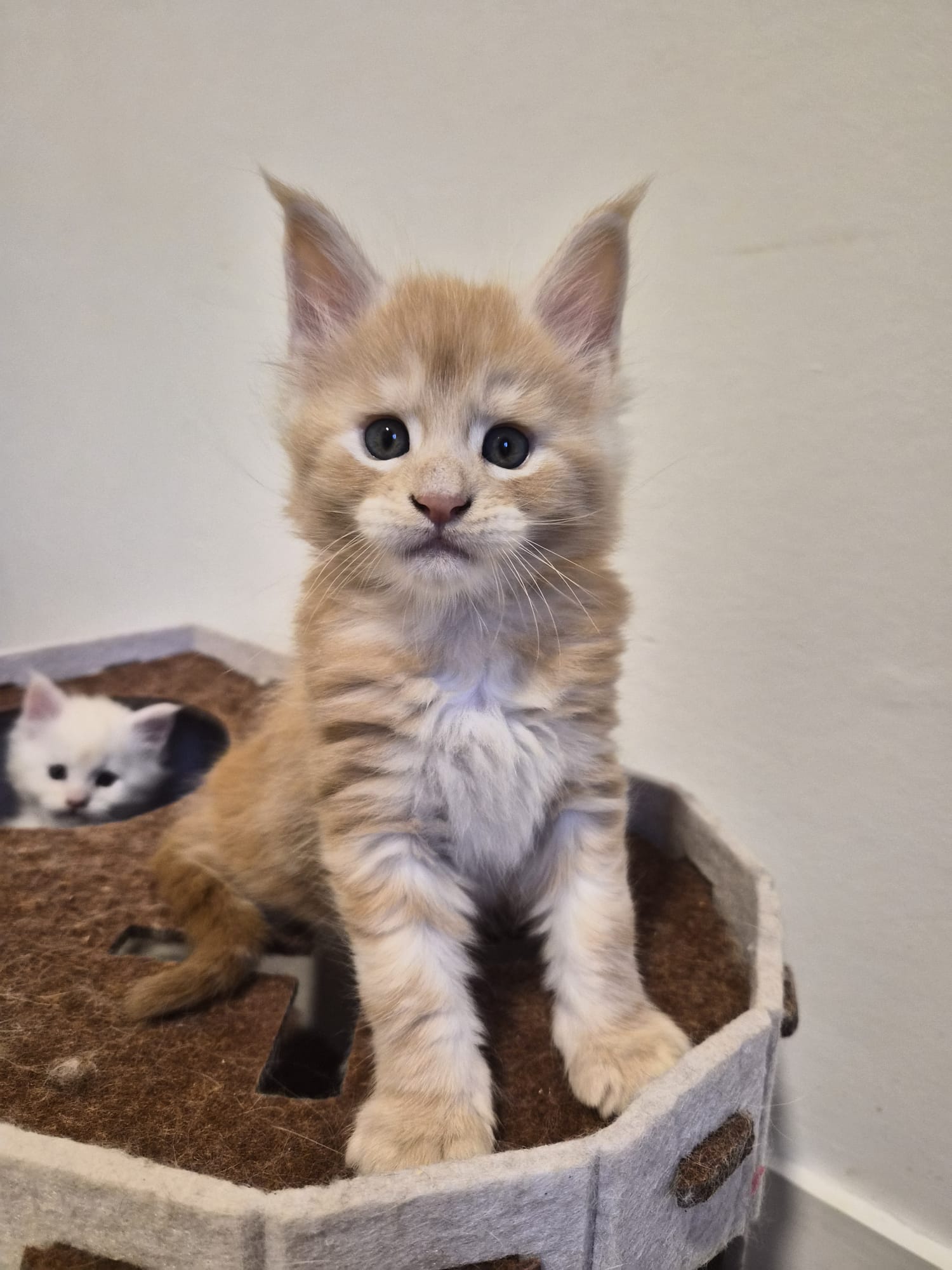 Biju – Male Chaton
