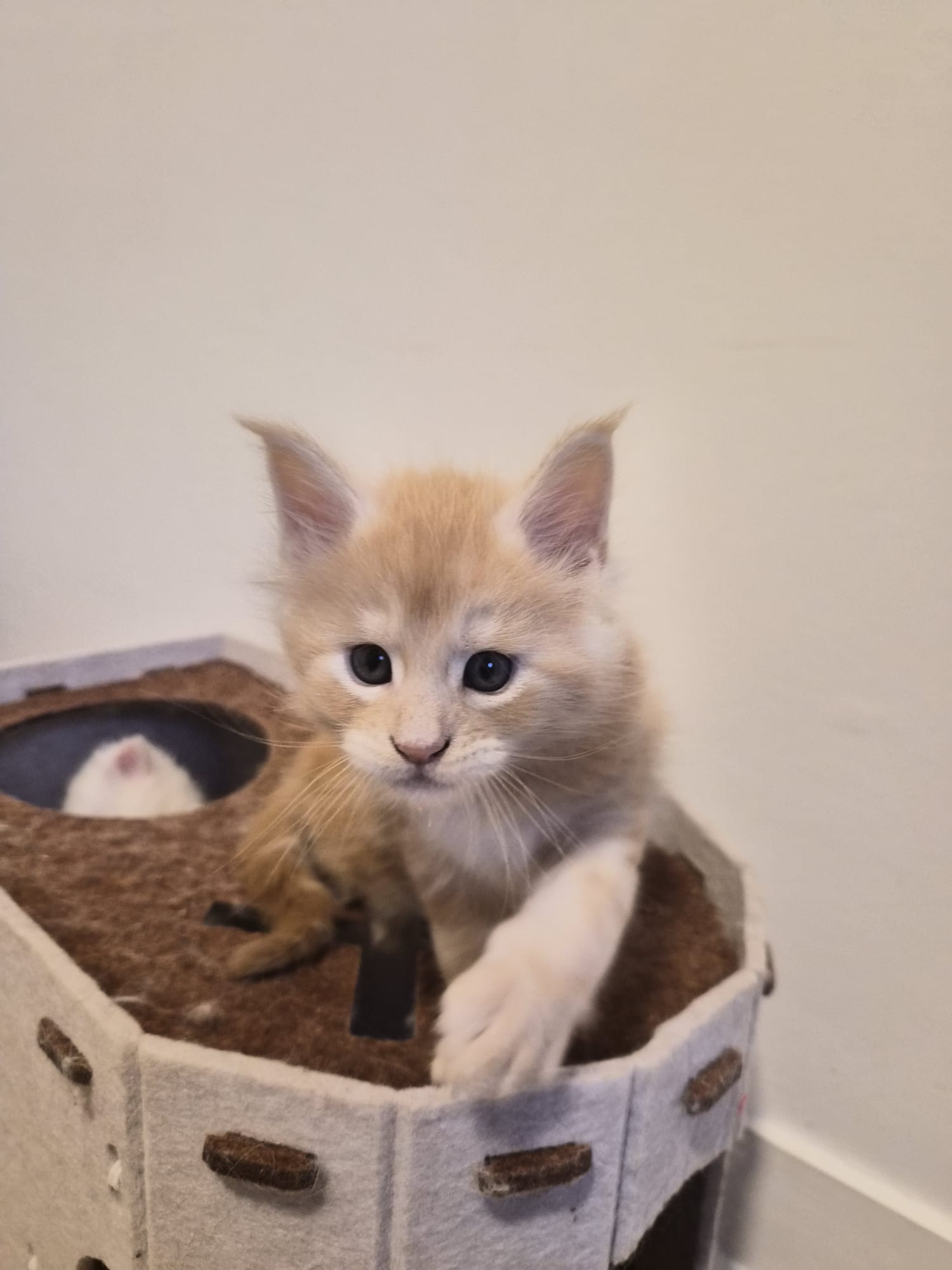 Biju – Male Chaton