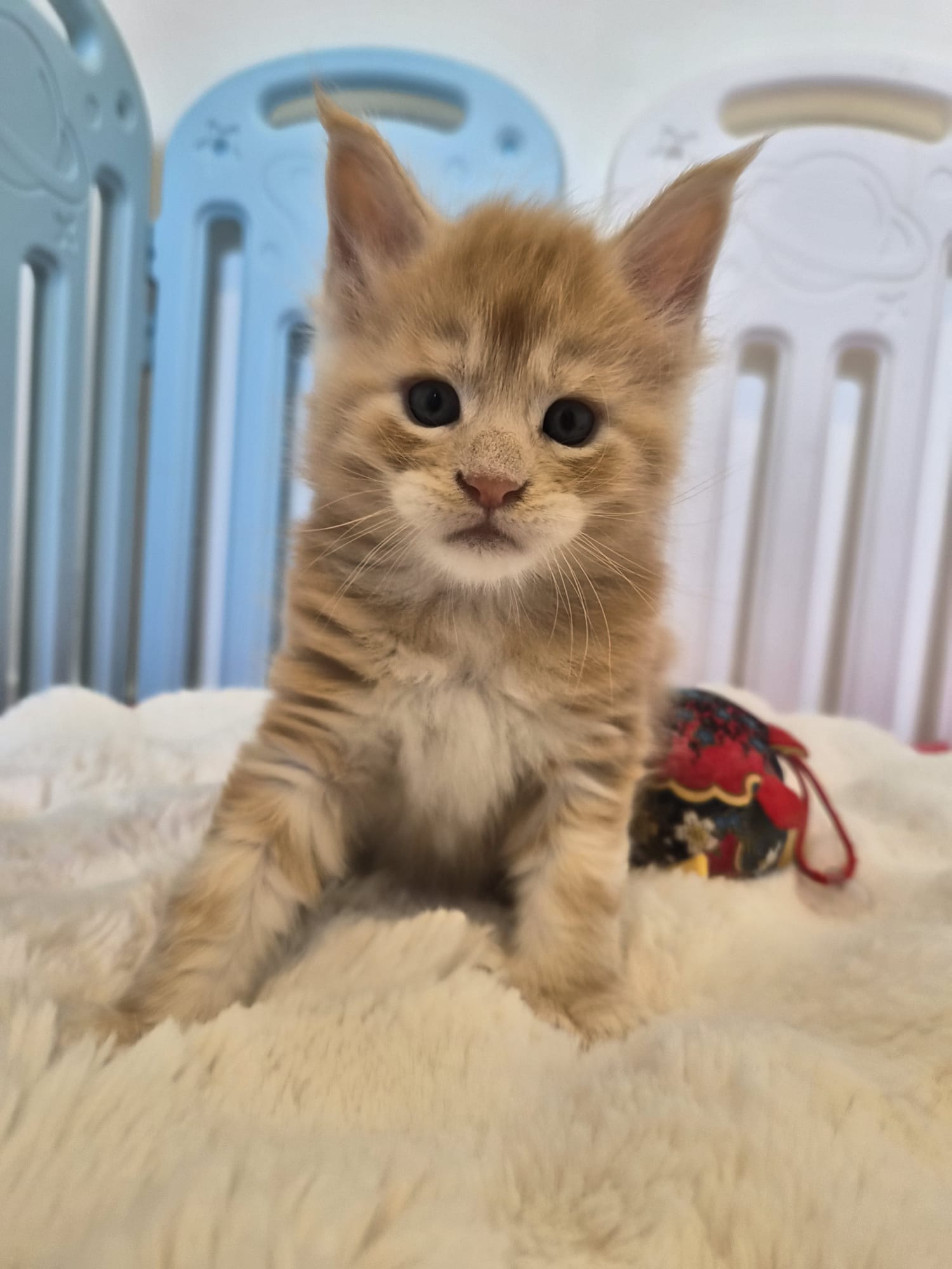 Biju – Male Chaton