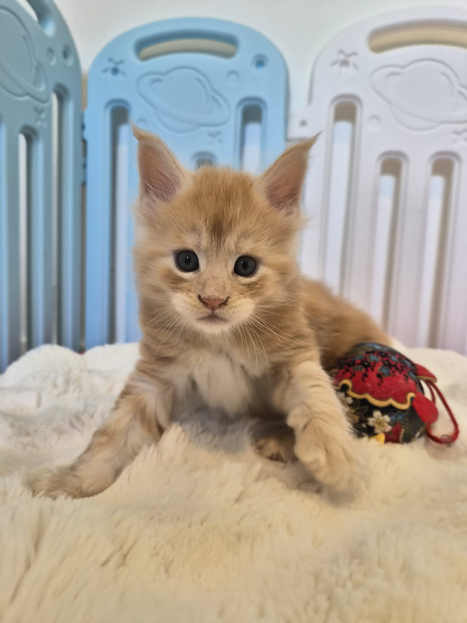 Biju – Male Chaton
