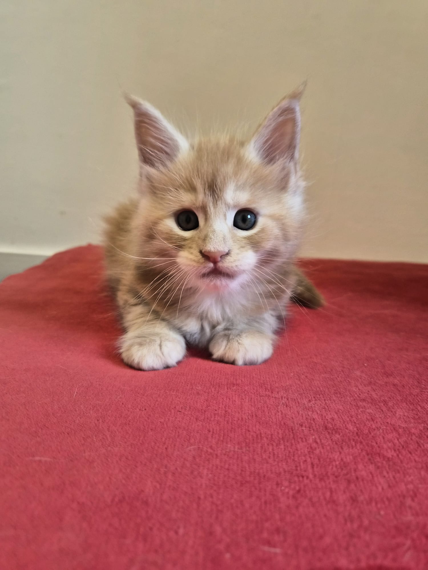 Biju – Male Chaton