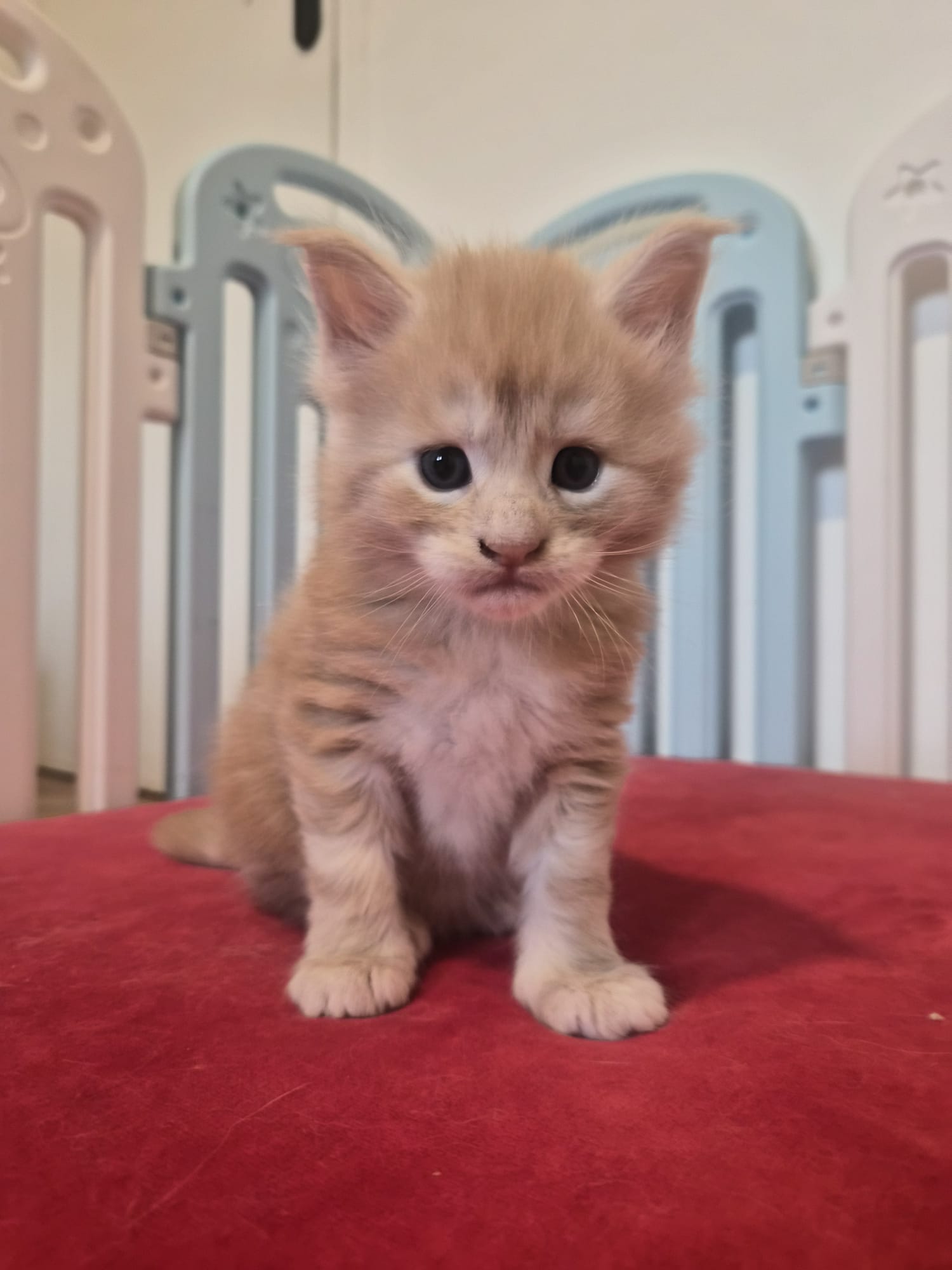 Biju – Male Chaton