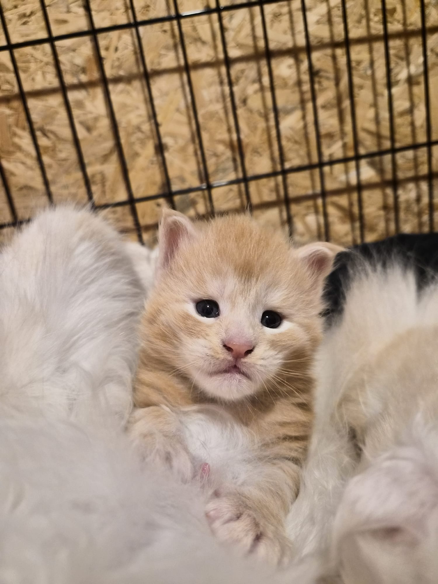 Biju – Male Chaton