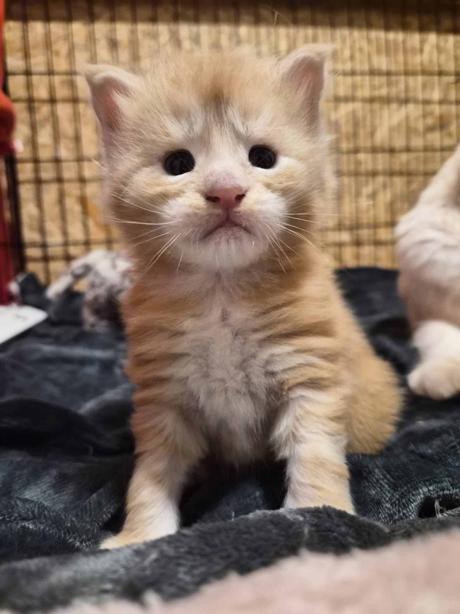 Biju – Male Chaton