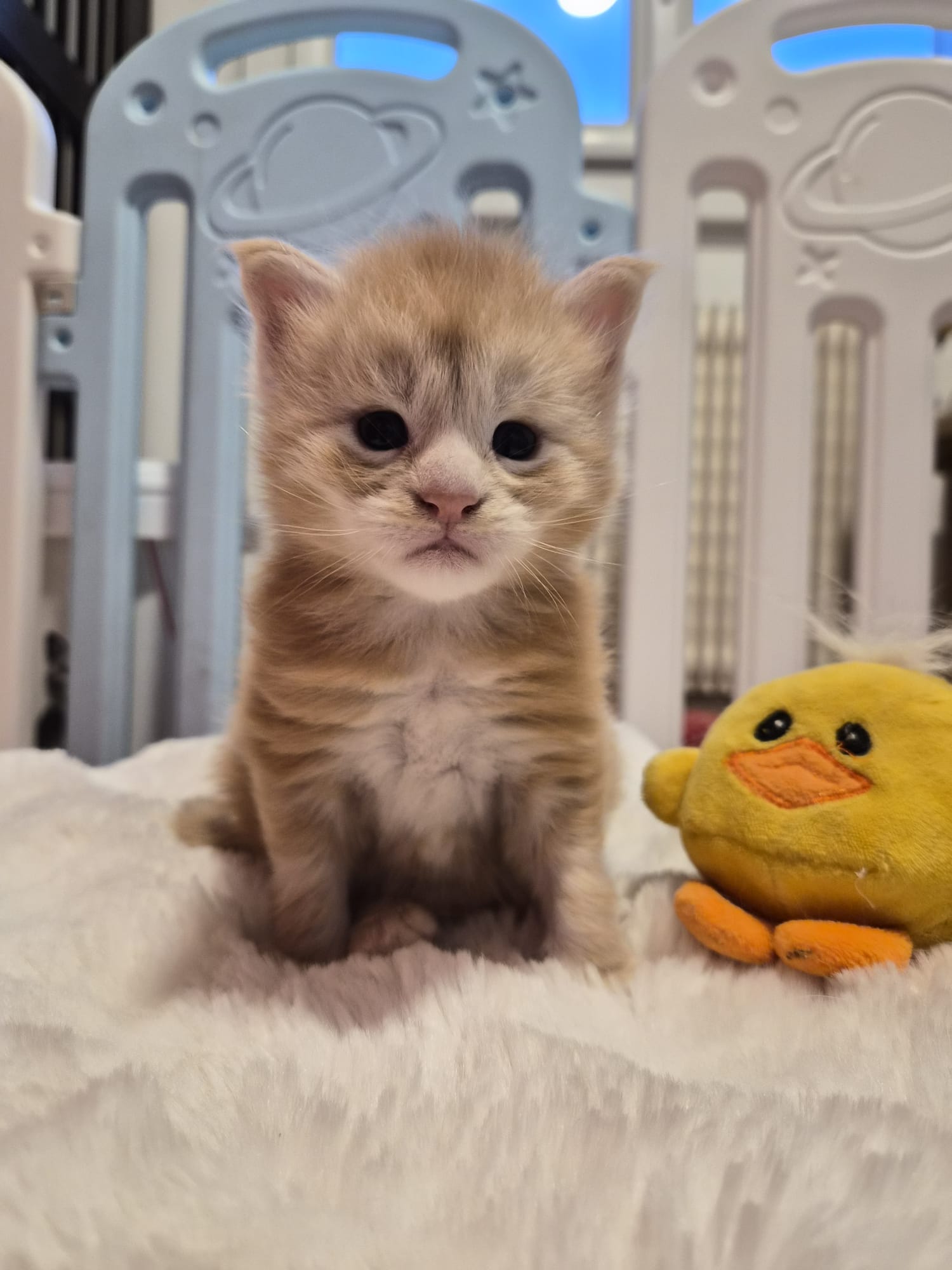 Biju – Male Chaton