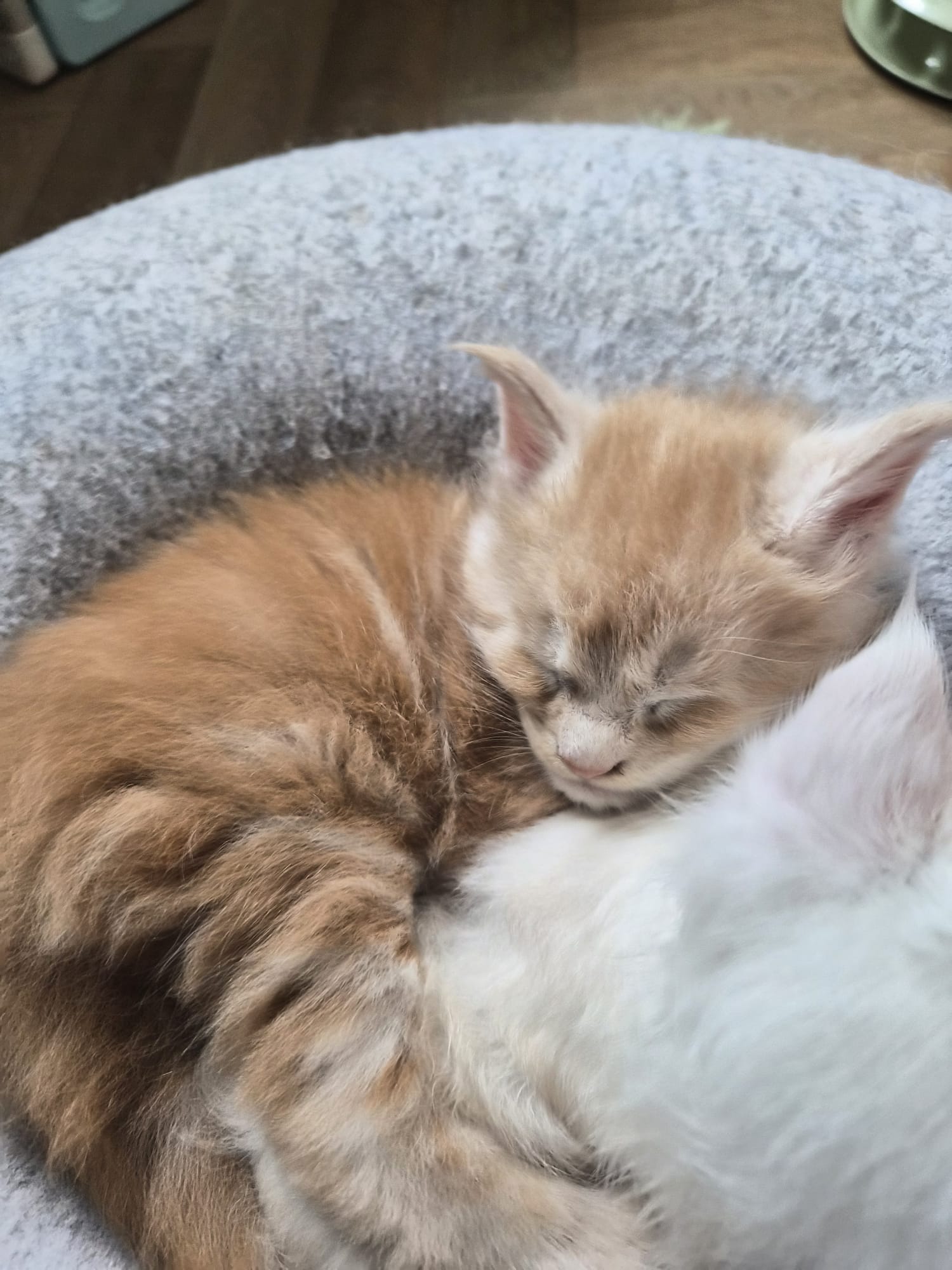 Biju – Male Chaton